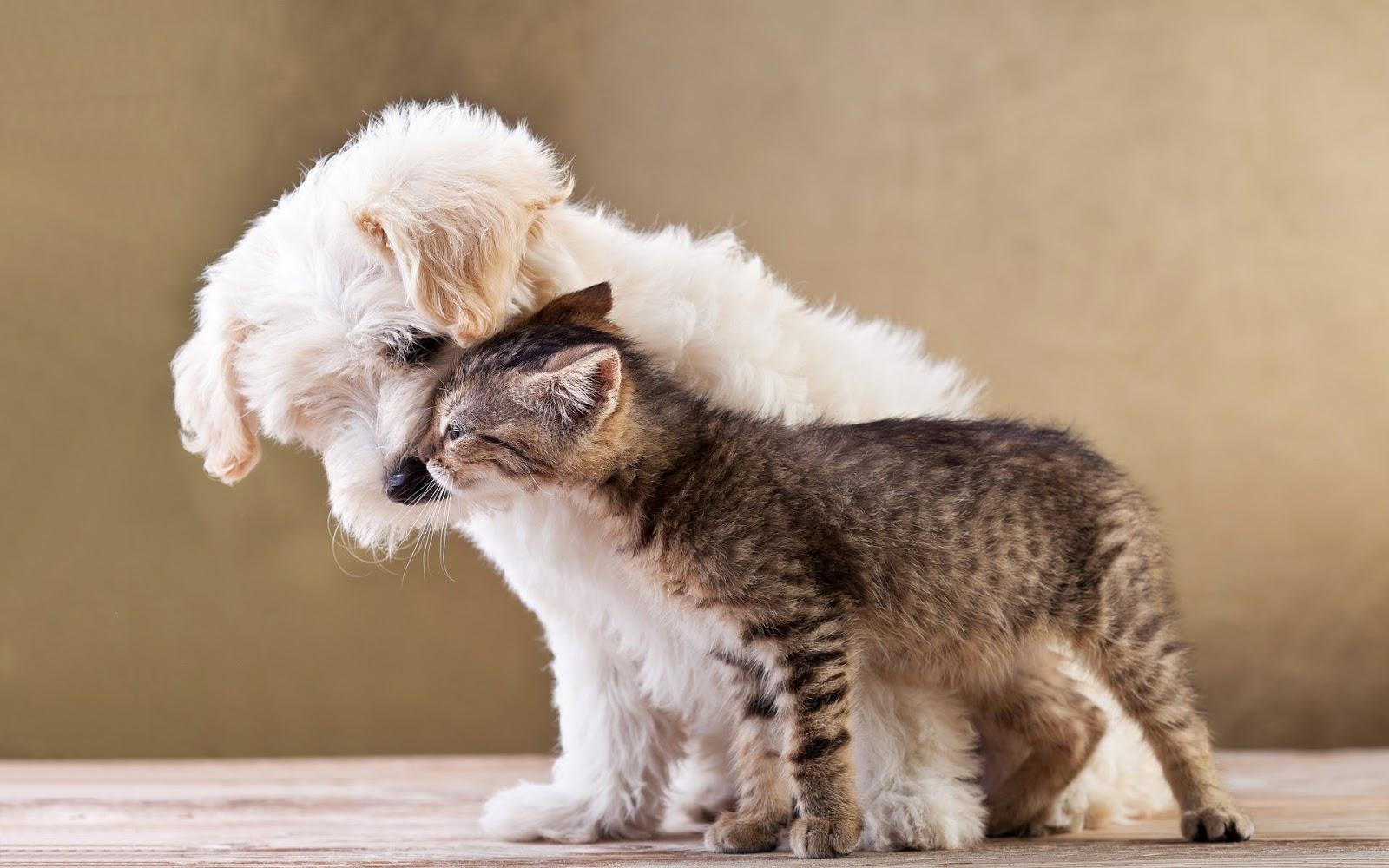 Photo cat and dog cuddling. HD Animals Wallpaper