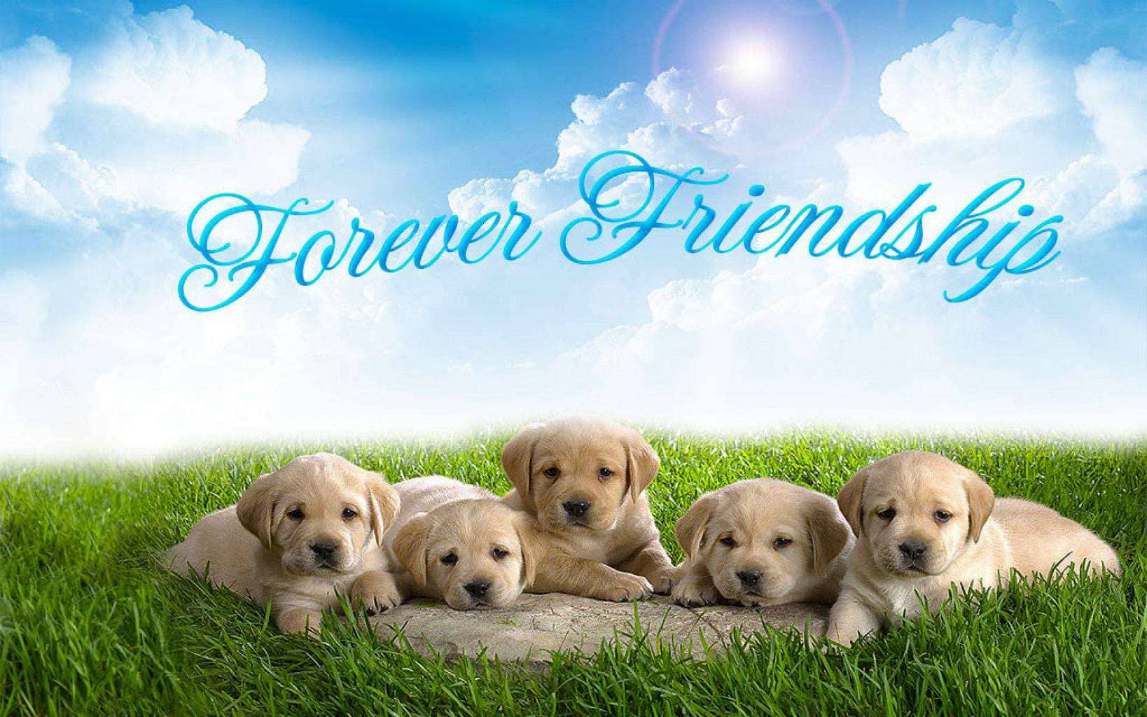 Animal's Friendship Image Wallpaper