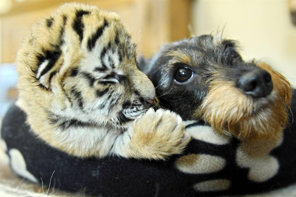 Heartwarming Animal Friendships That Teach Us Humans Important