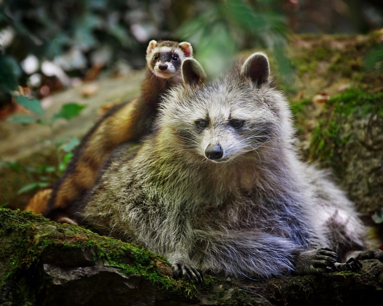 Download wallpaper 1280x1024 raccoon, ferret, friends, animals