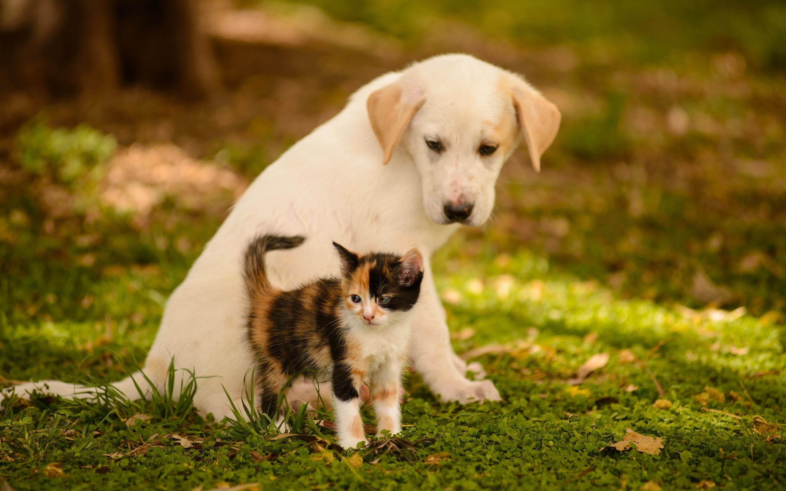 Puppy, Kitten, green, friends, dog, cat, bokeh, animals wallpaper