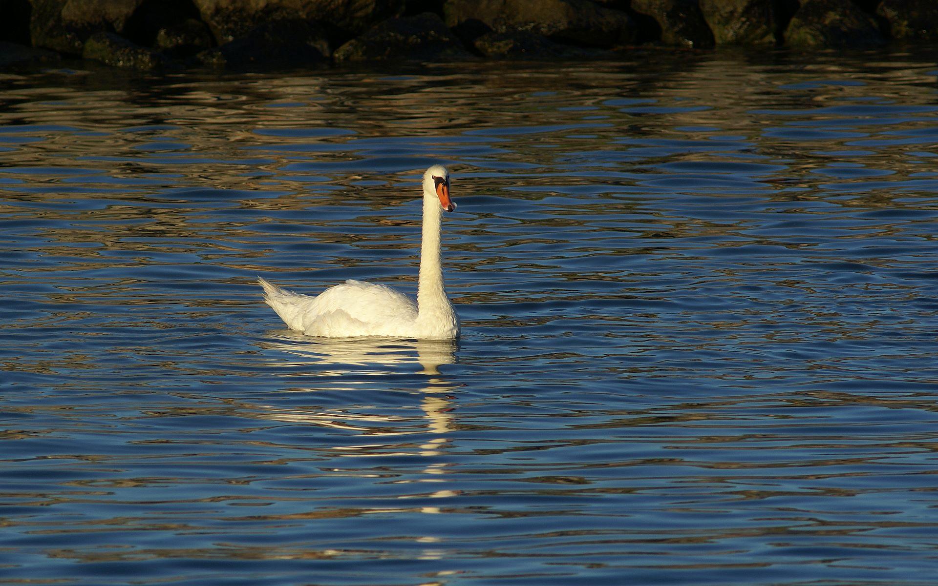 White Swan River wallpaper