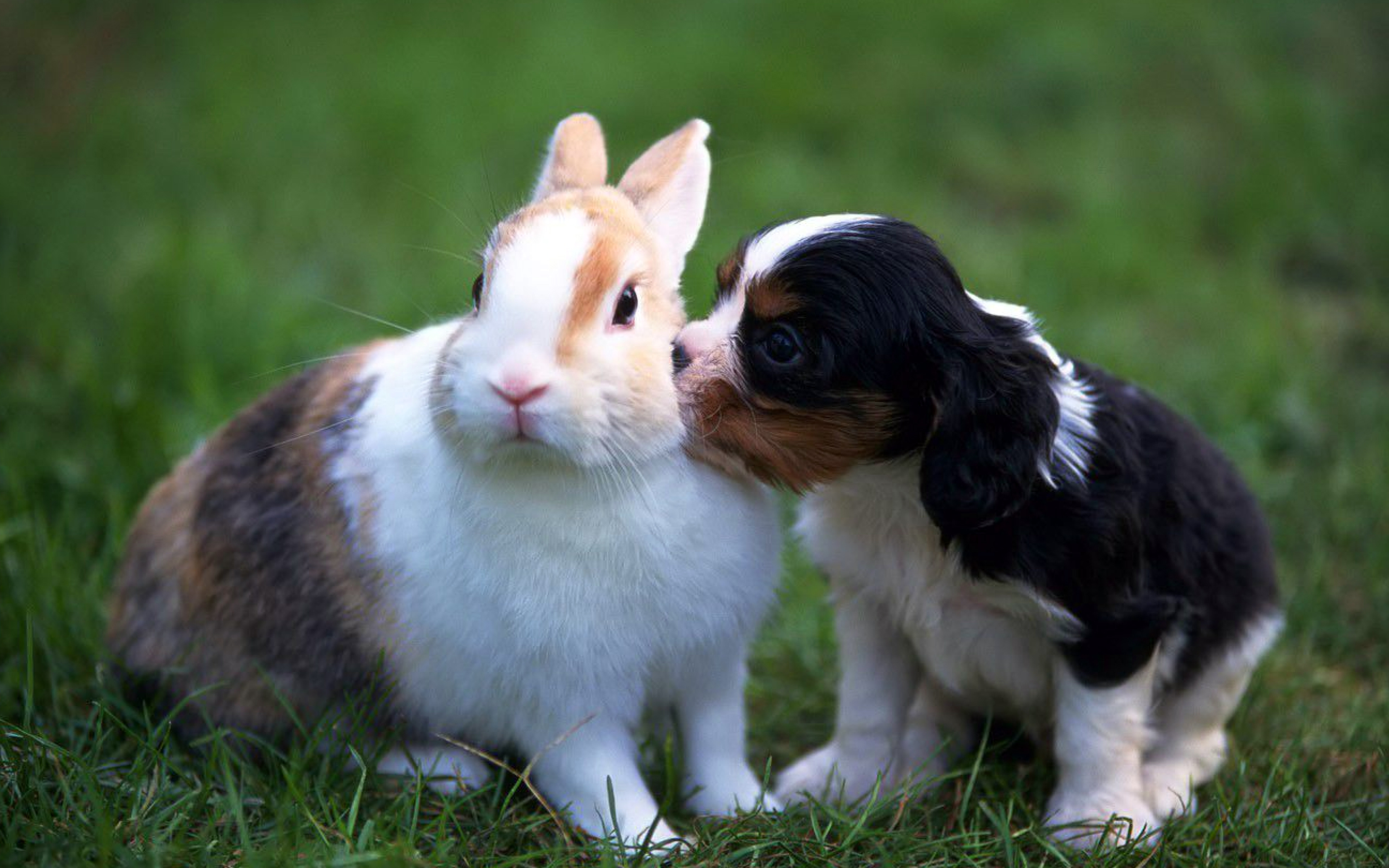 Download wallpaper Collie Dog, rabbit, friendship, 4k, pets, cute