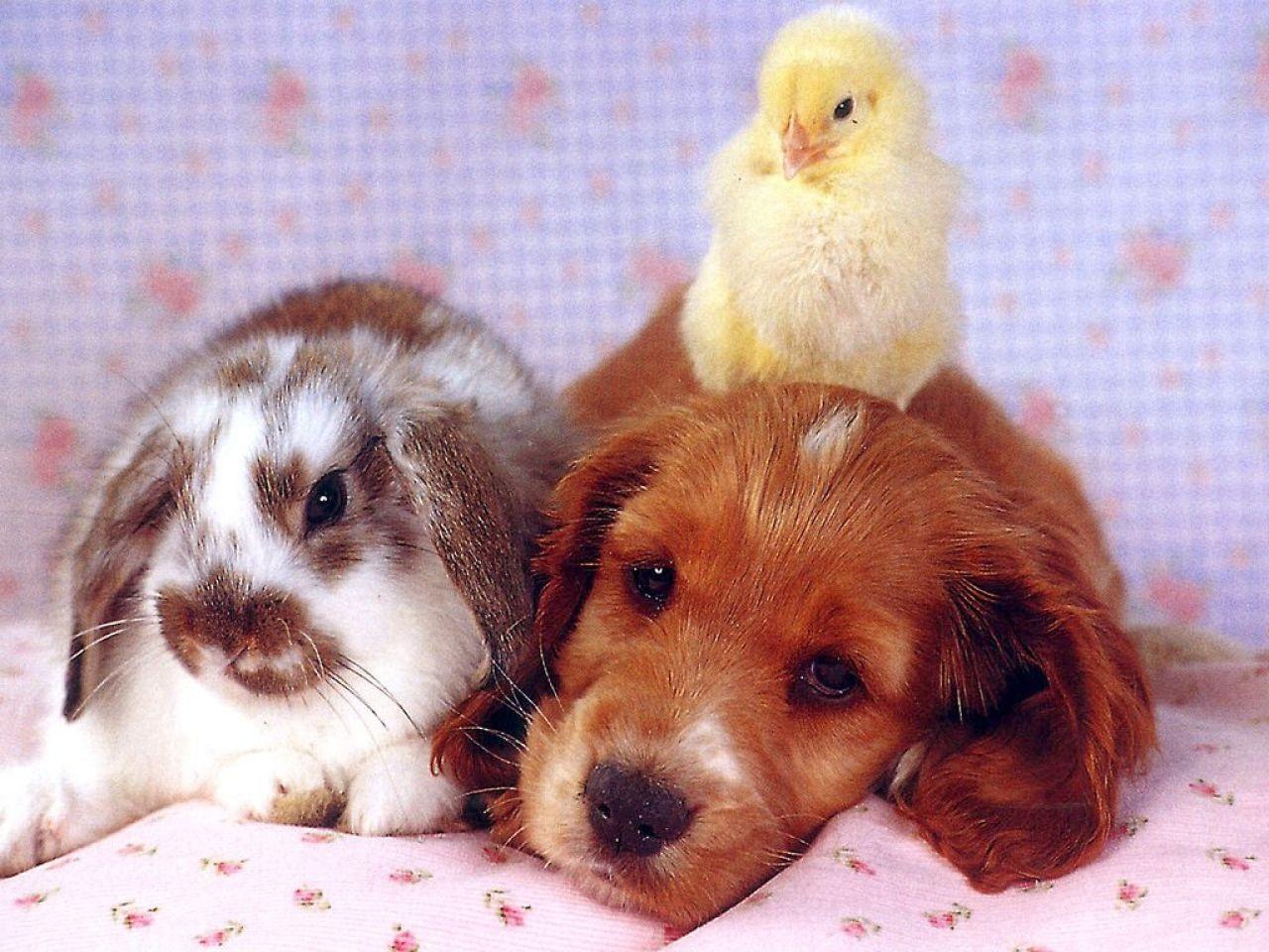 Dog Animal Friendship Friends Puppy Chicken Bunny Mammal Sweet Small