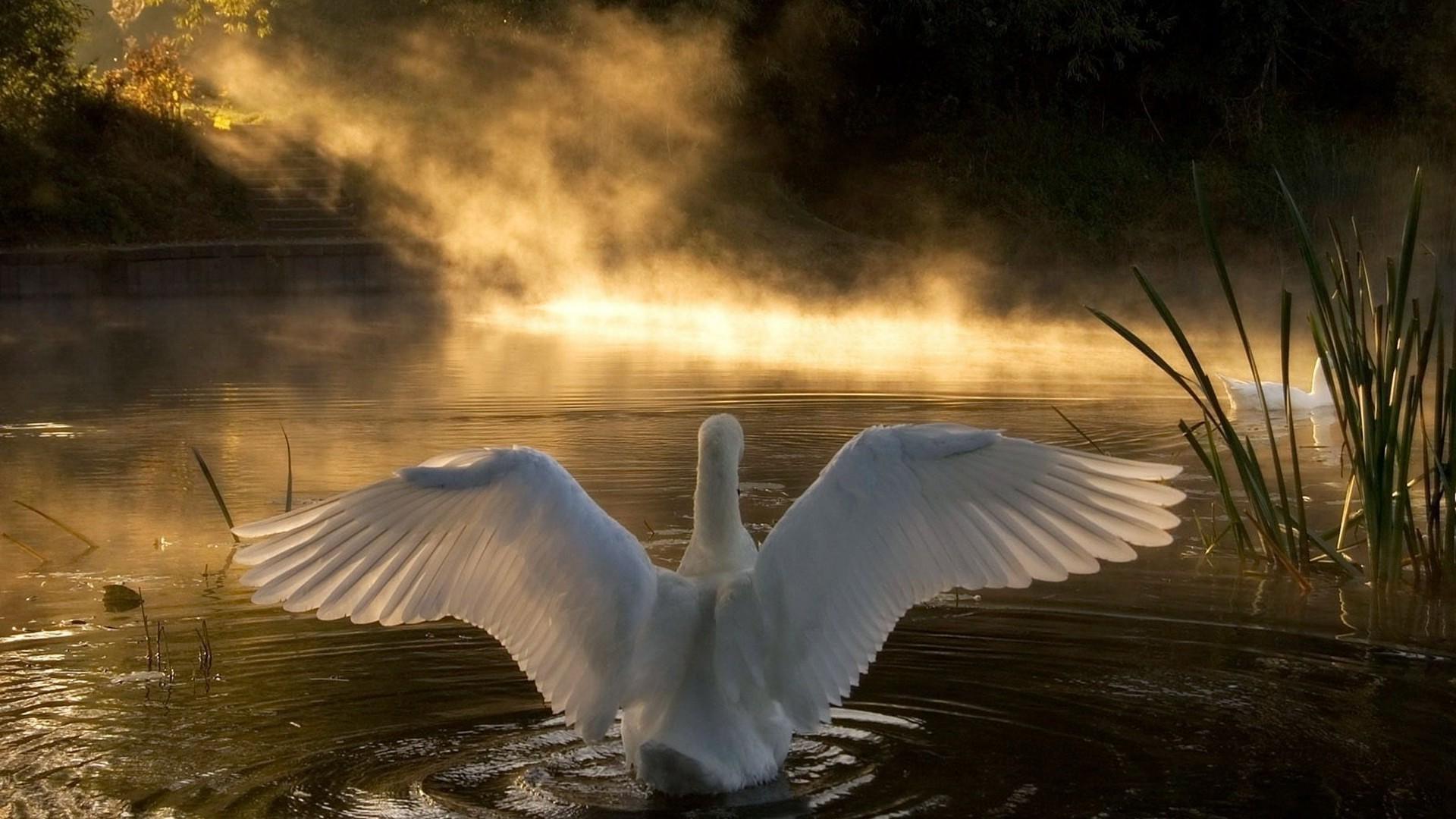Swan on the lake