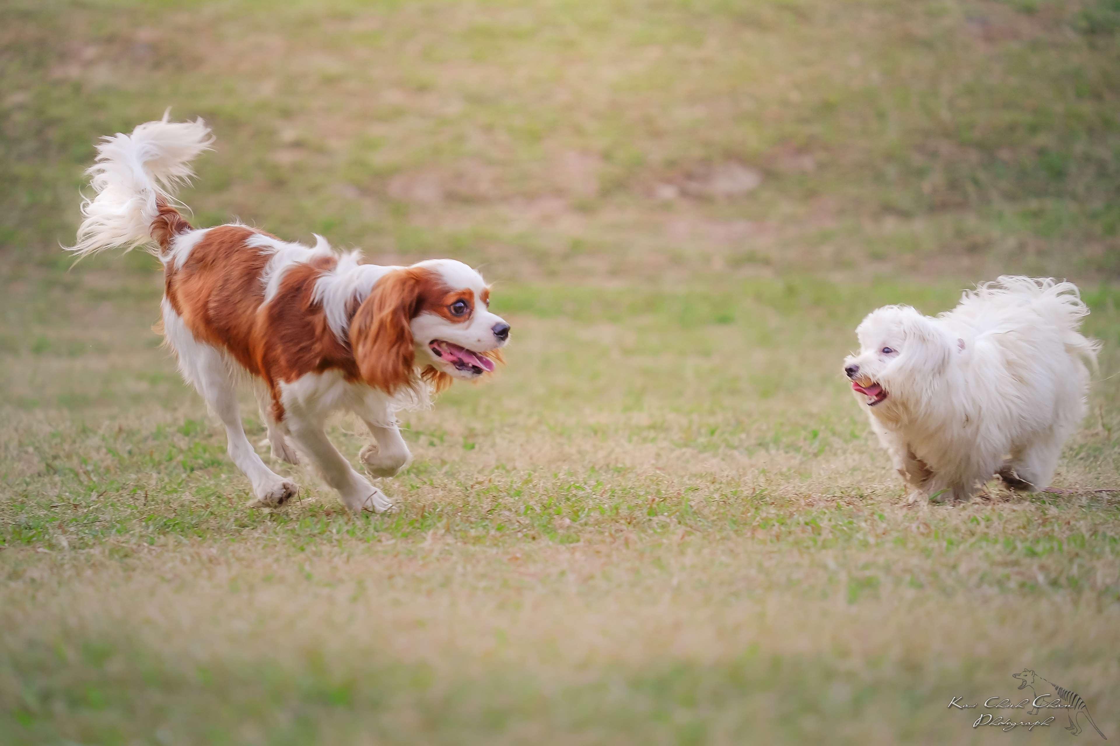 animal, dog, dogs, friends, happy, puppy, running, together
