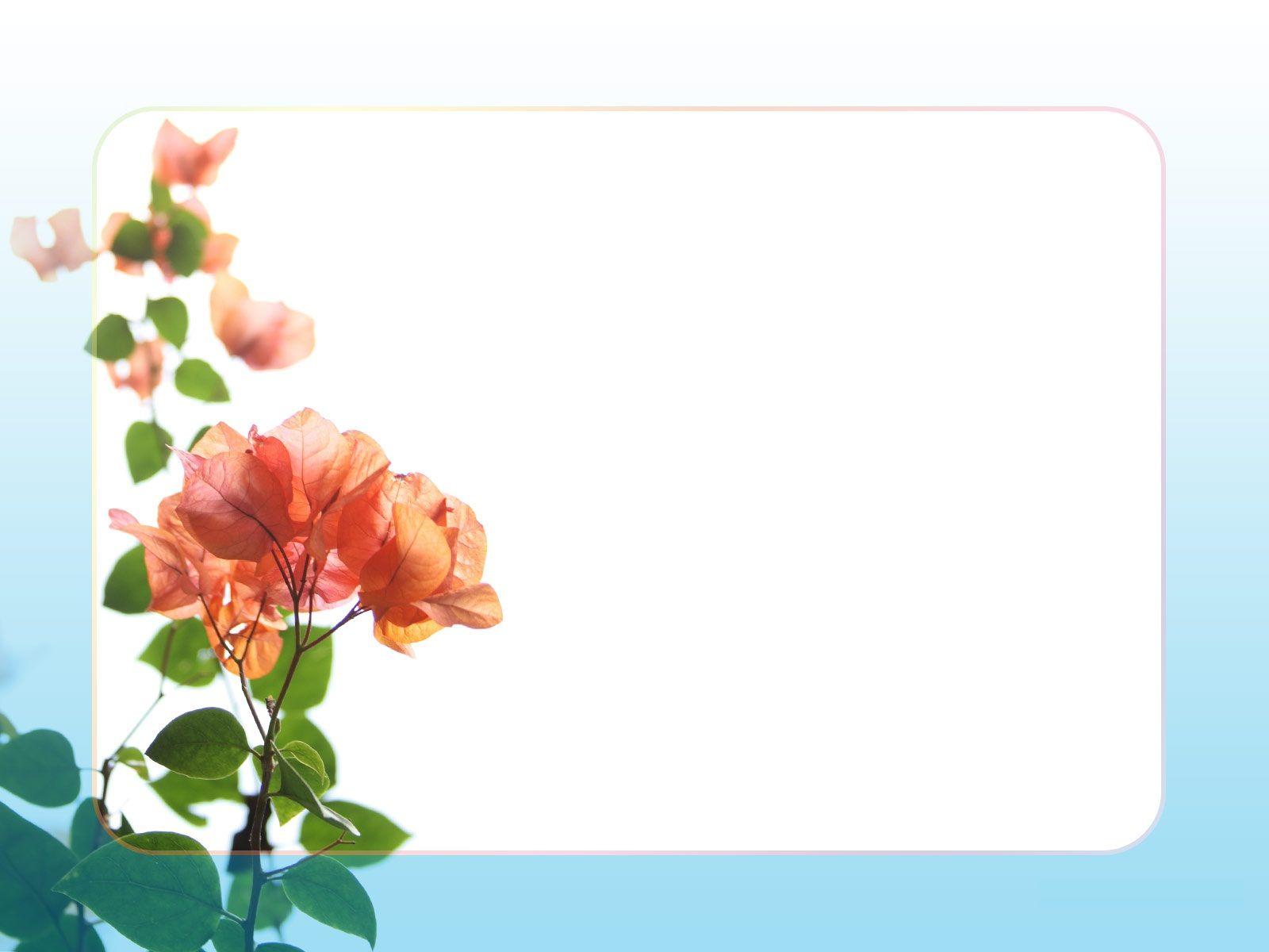 Flower Border Clip Art HD Background Wallpaper 27 HD Wallpaper