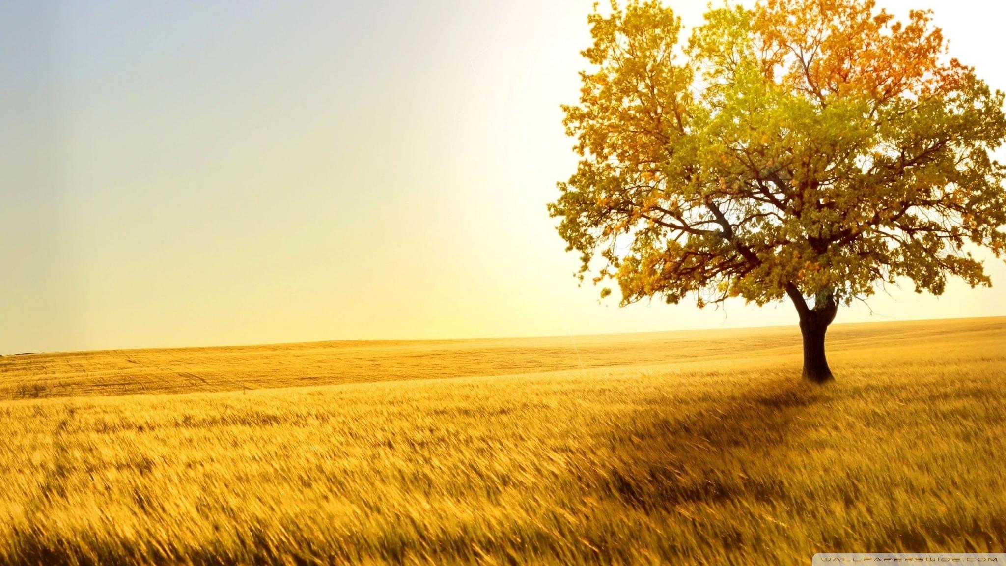 Landscape Nature Trees Fields ❤ 4K HD Desktop Wallpaper for 4K