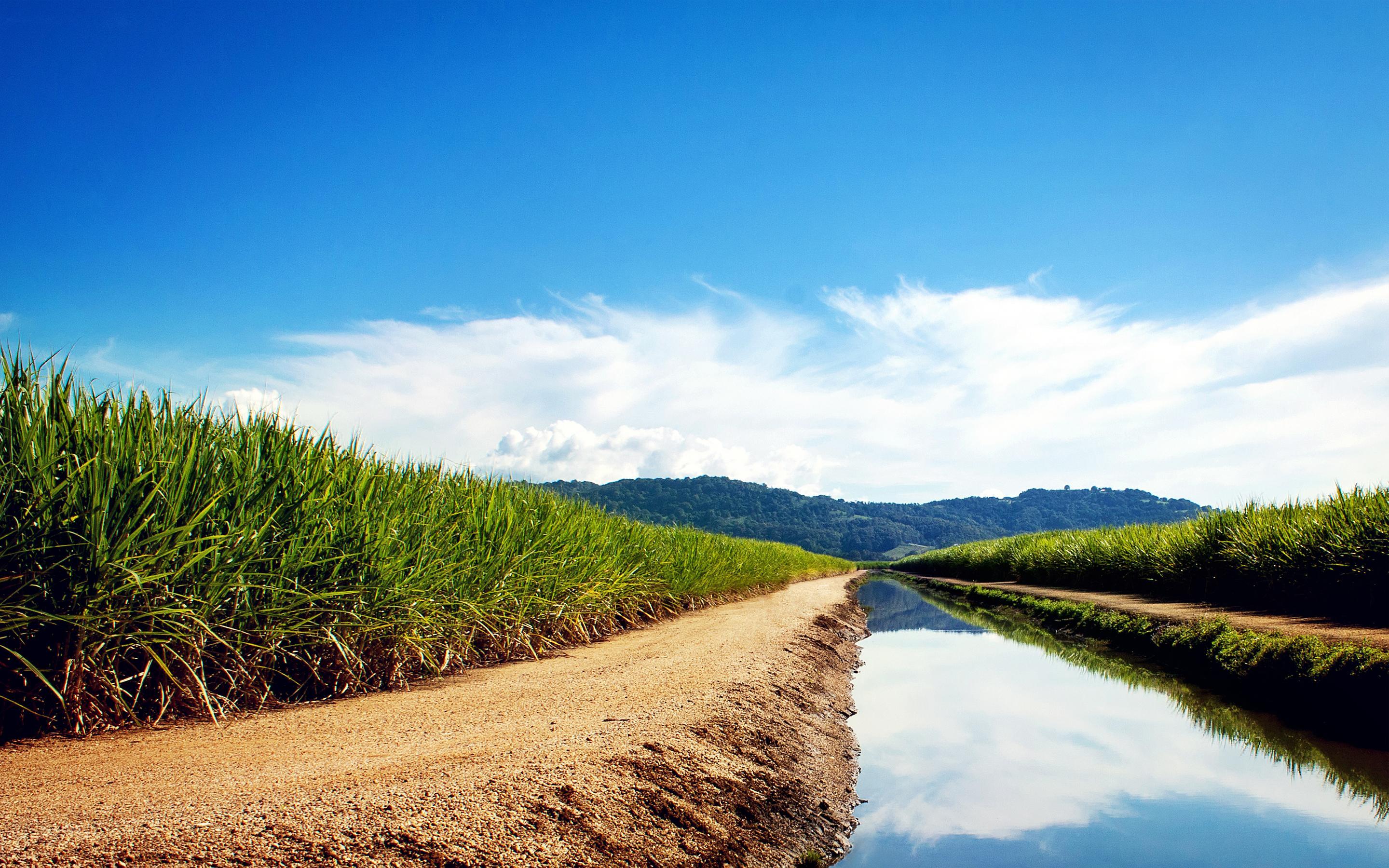 Sugarcane Fields Wallpaper