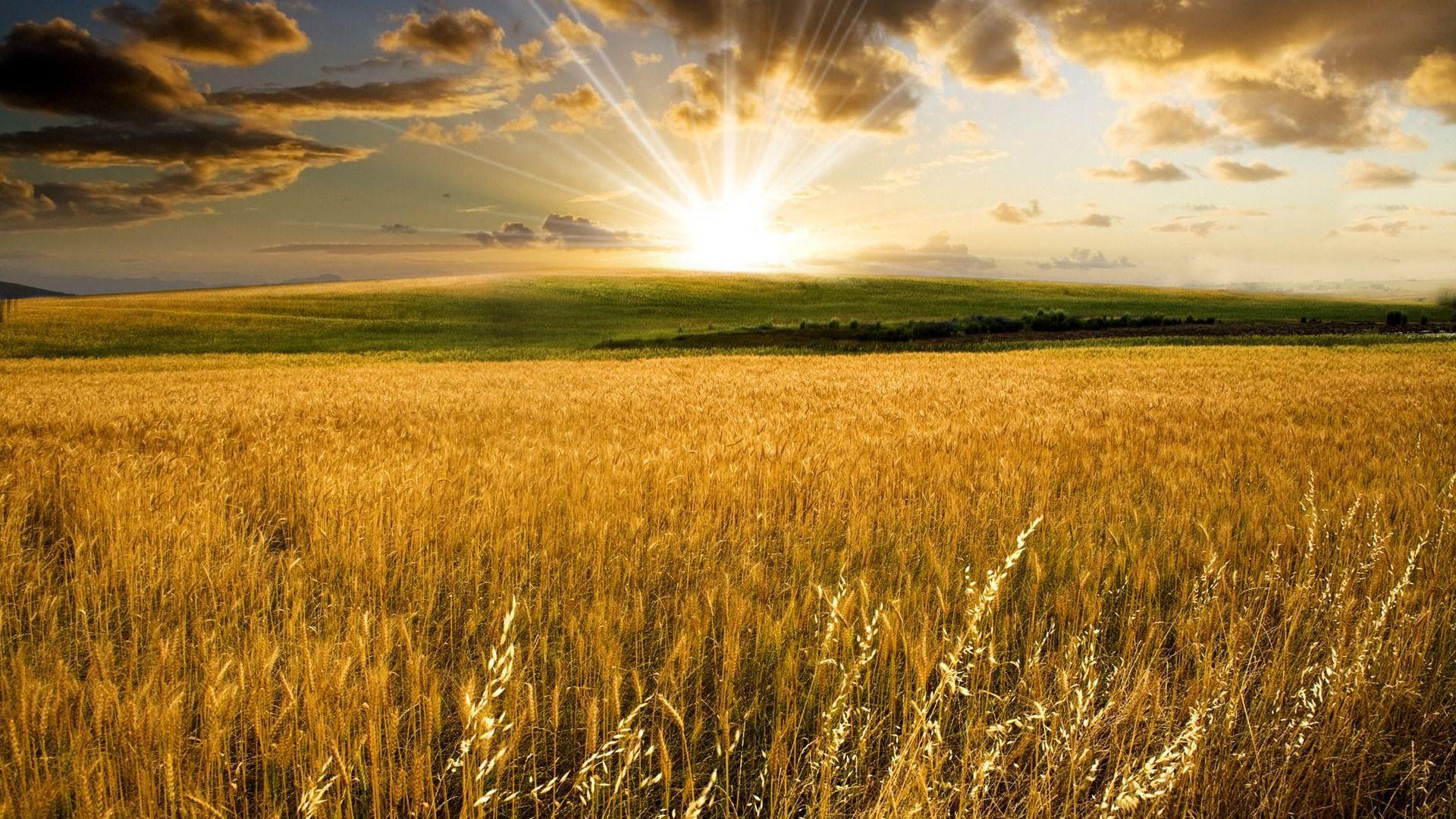 Colorful Sunset Over Wheat Field HD desktop wallpaper High