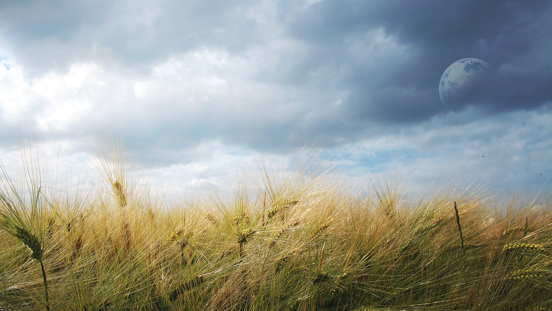 Dreamy Fields Wallpaper