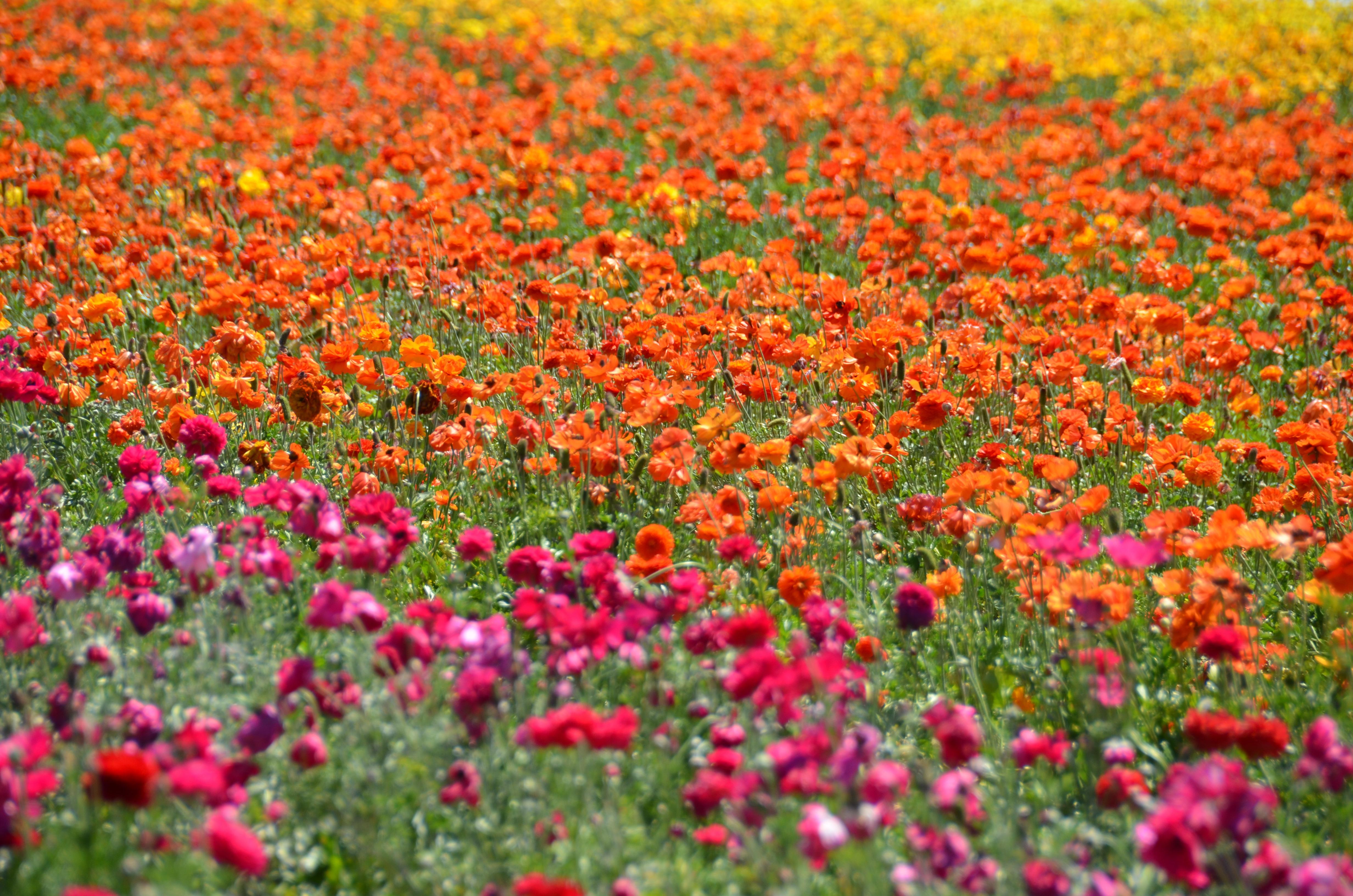 Flower Fields Wallpaper HD