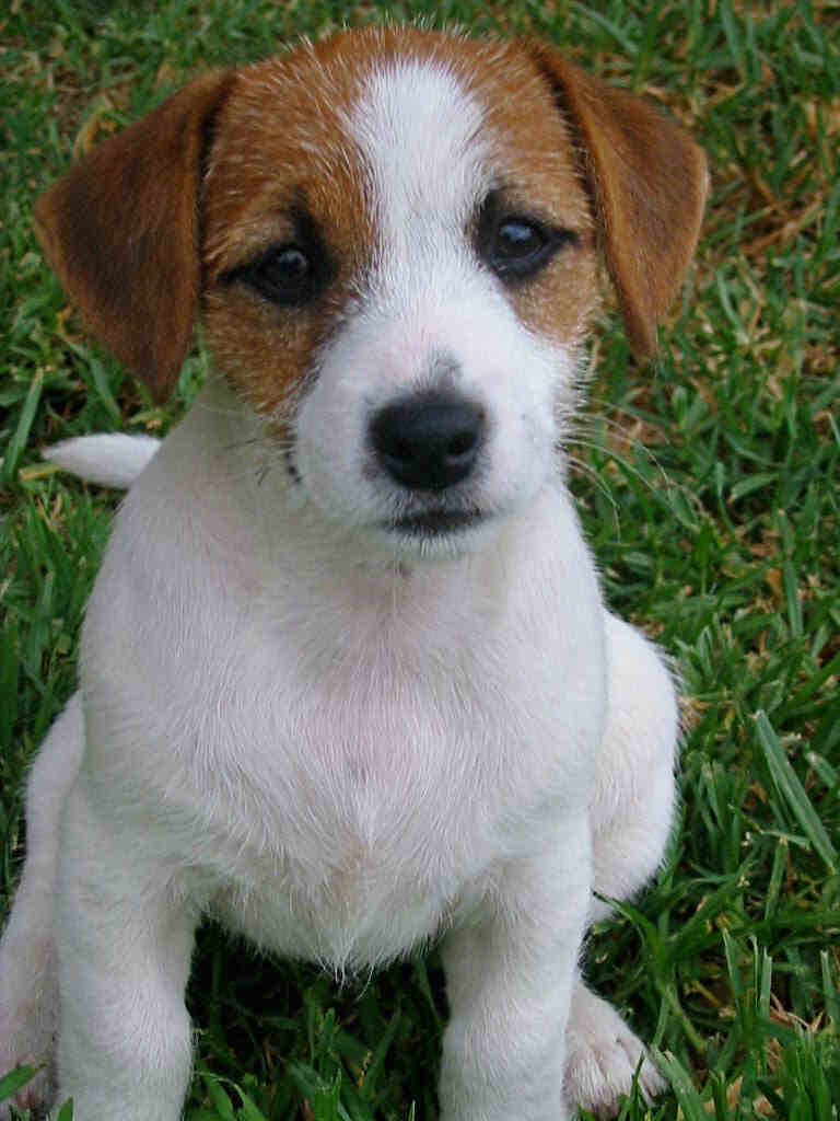 Nice Jack Russell Terrier dog photo and wallpaper. Beautiful Nice