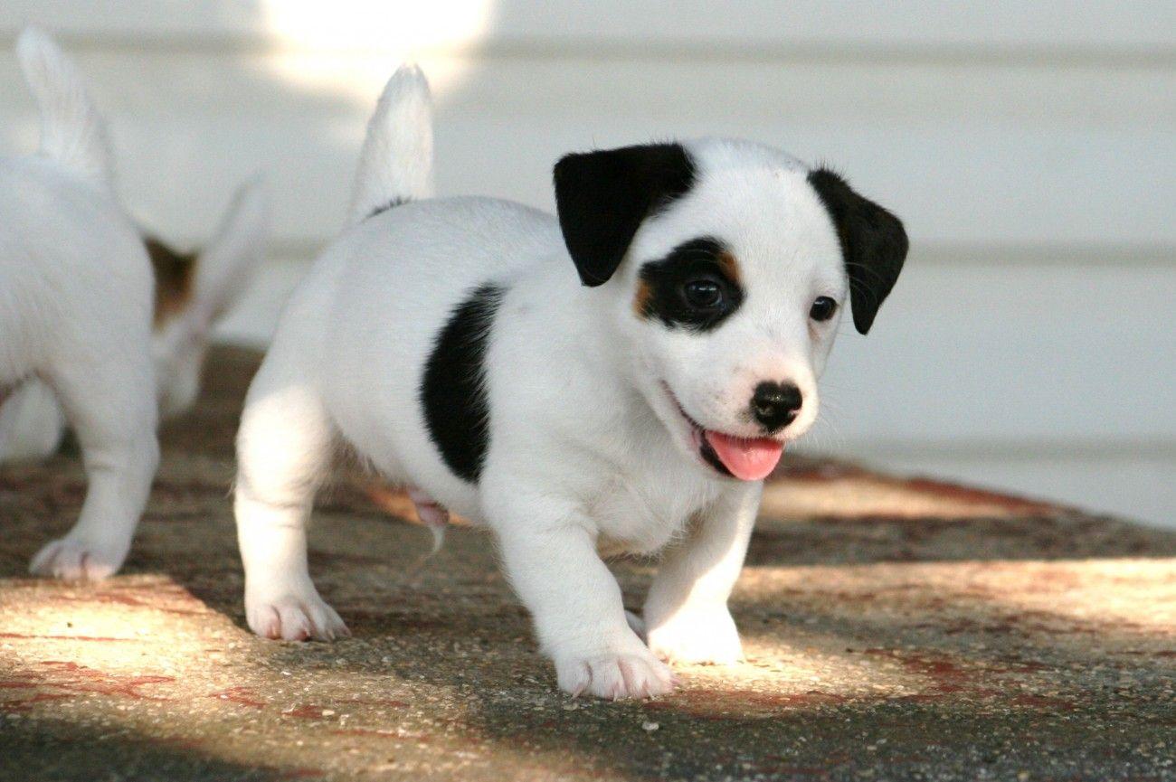 Cute Black and White Smooth Coat Jack Russell Terrier Puppies