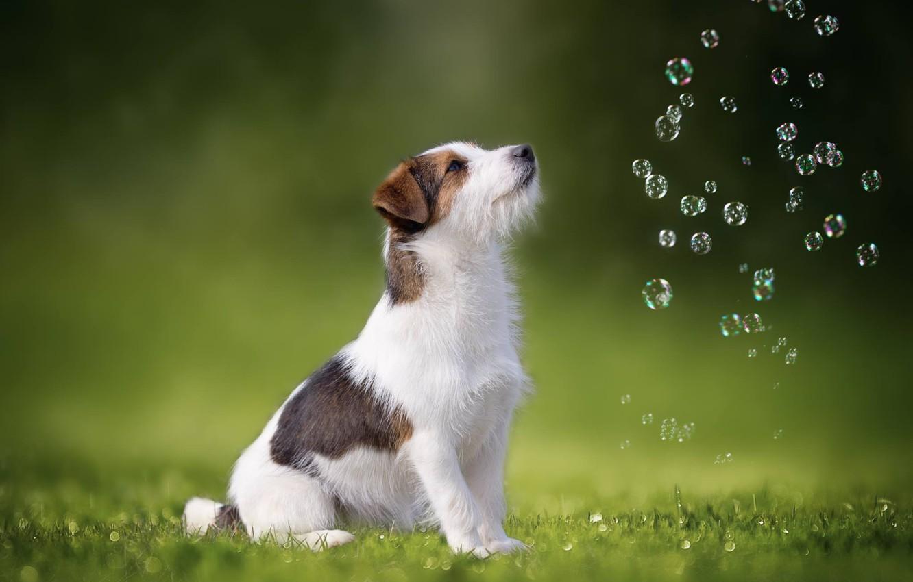 Wallpaper dog, bubbles, Jack Russell Terrier image for desktop
