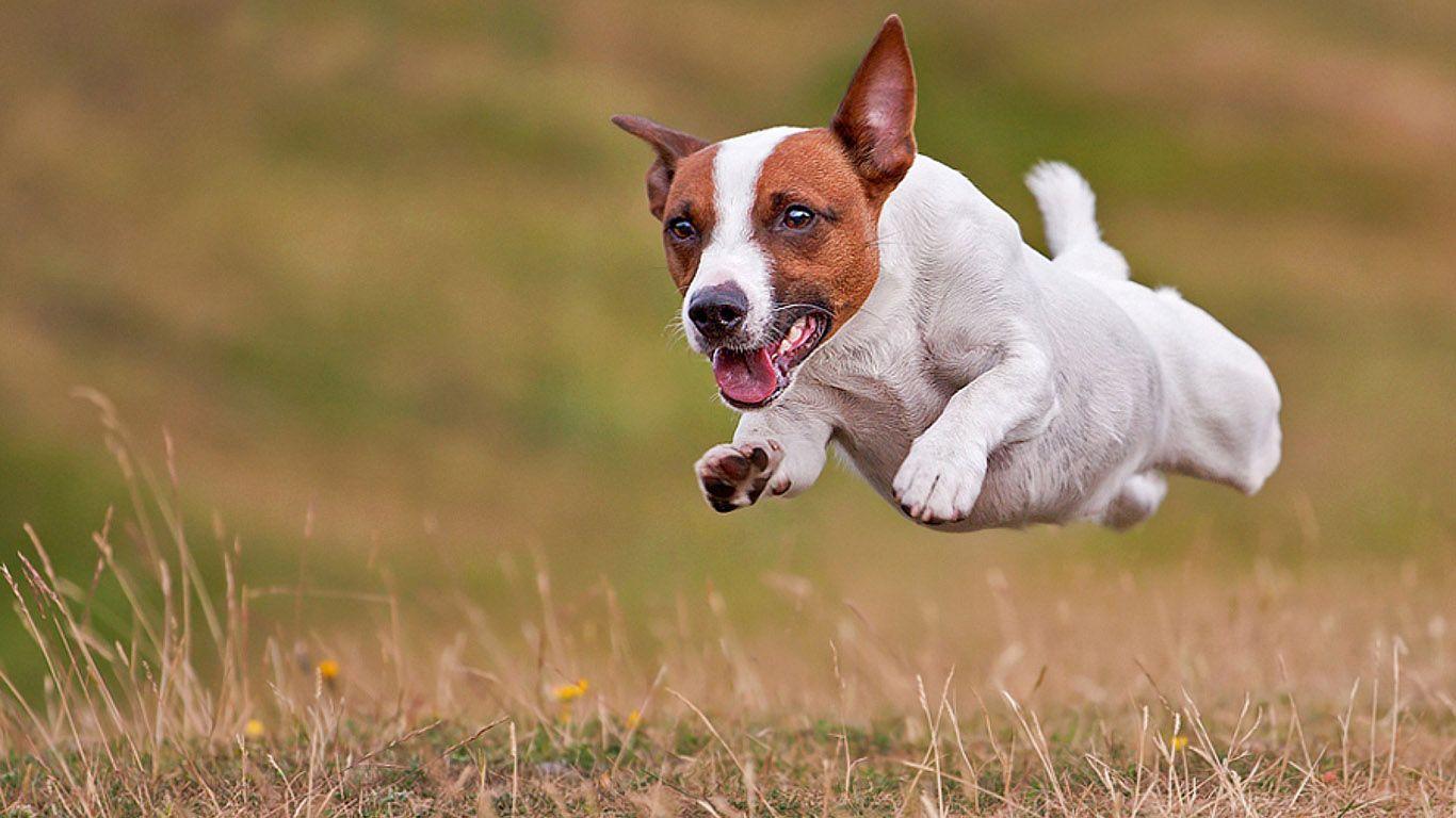 Flying Jack Russell. Jack Russell Wallpaper. Dogs, Flying dog