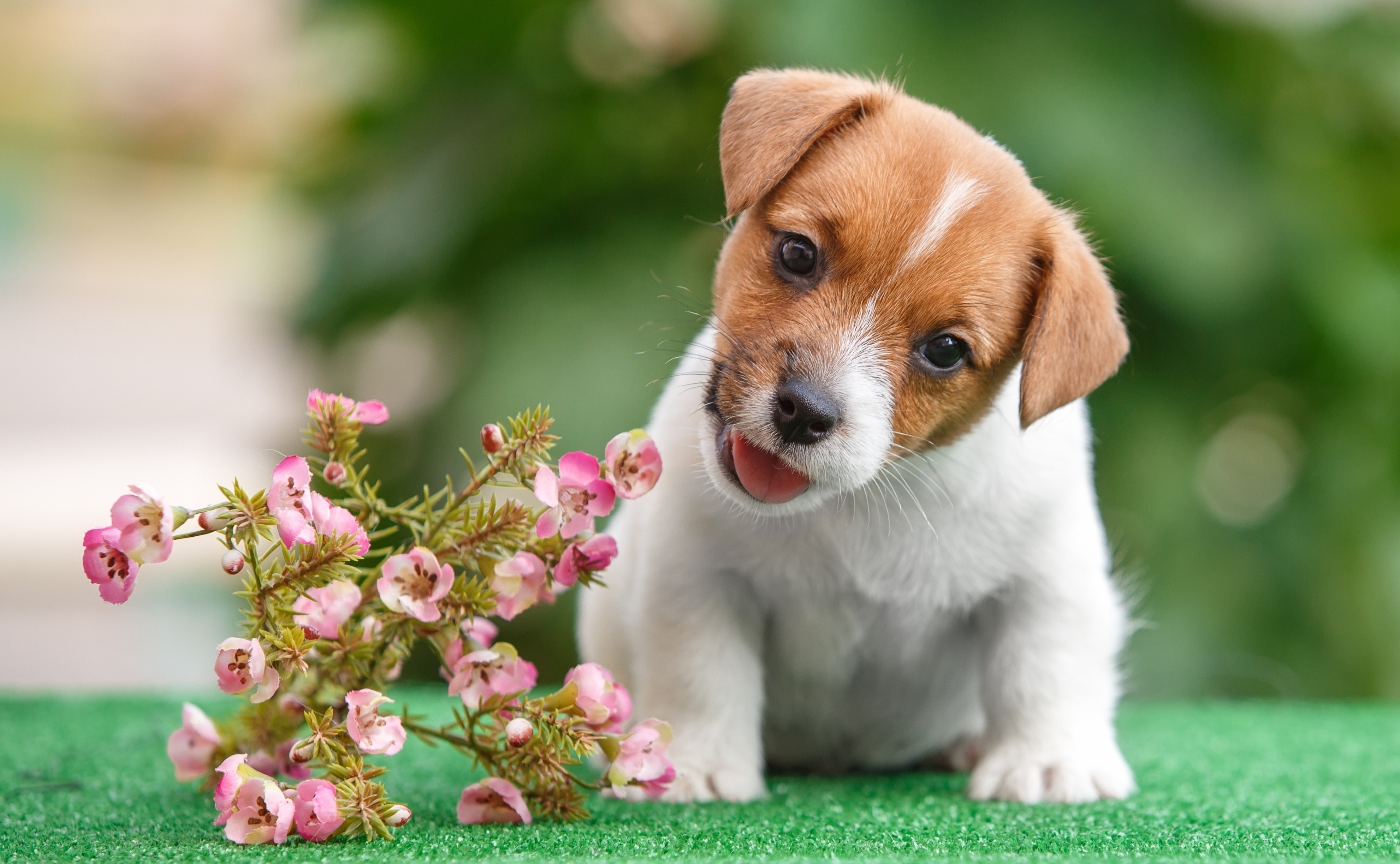 Funny puppy Jack Russell Terrier with flowers wallpaper and image