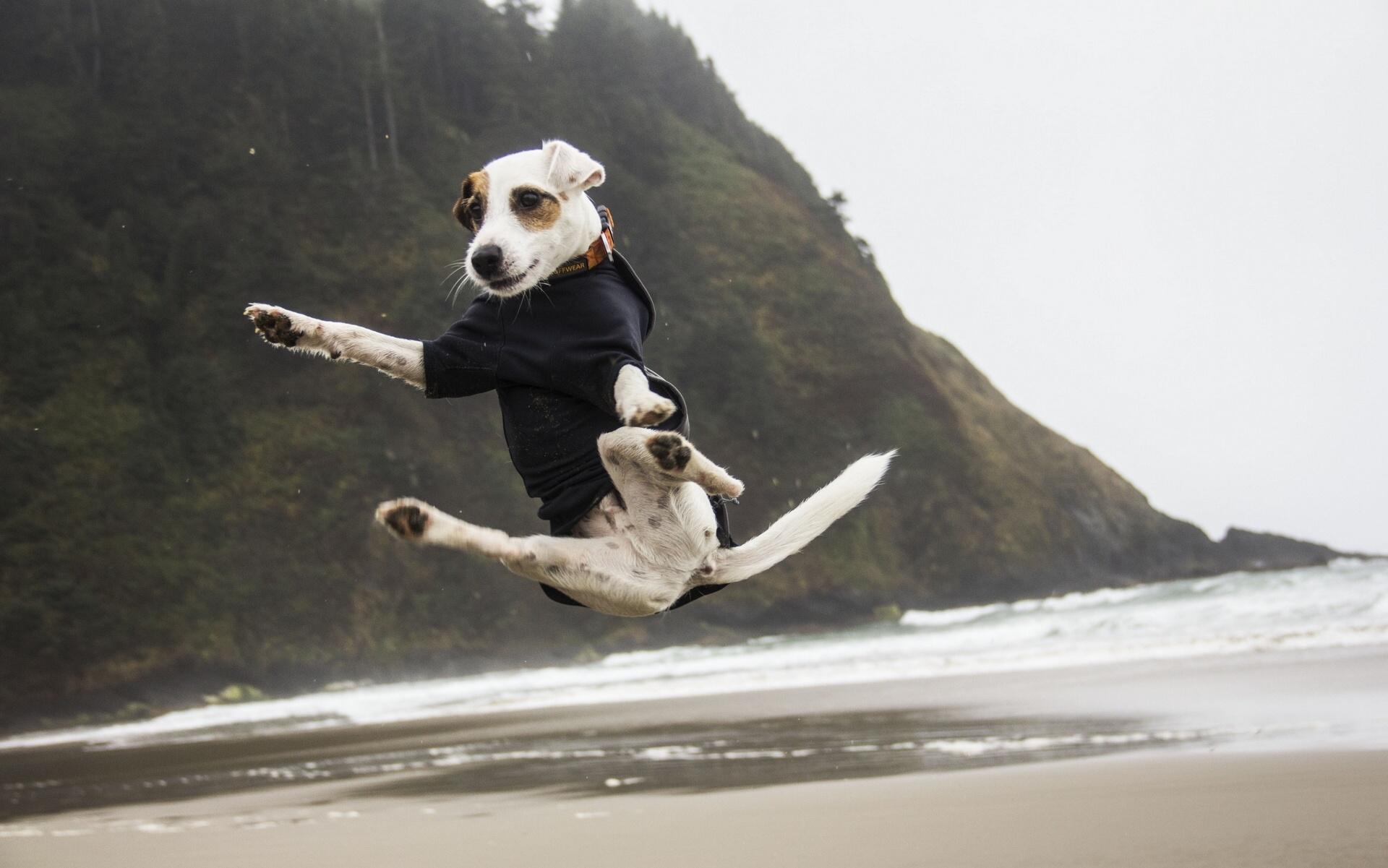 Jack Russell terrier humor jump dog wallpaperx1201