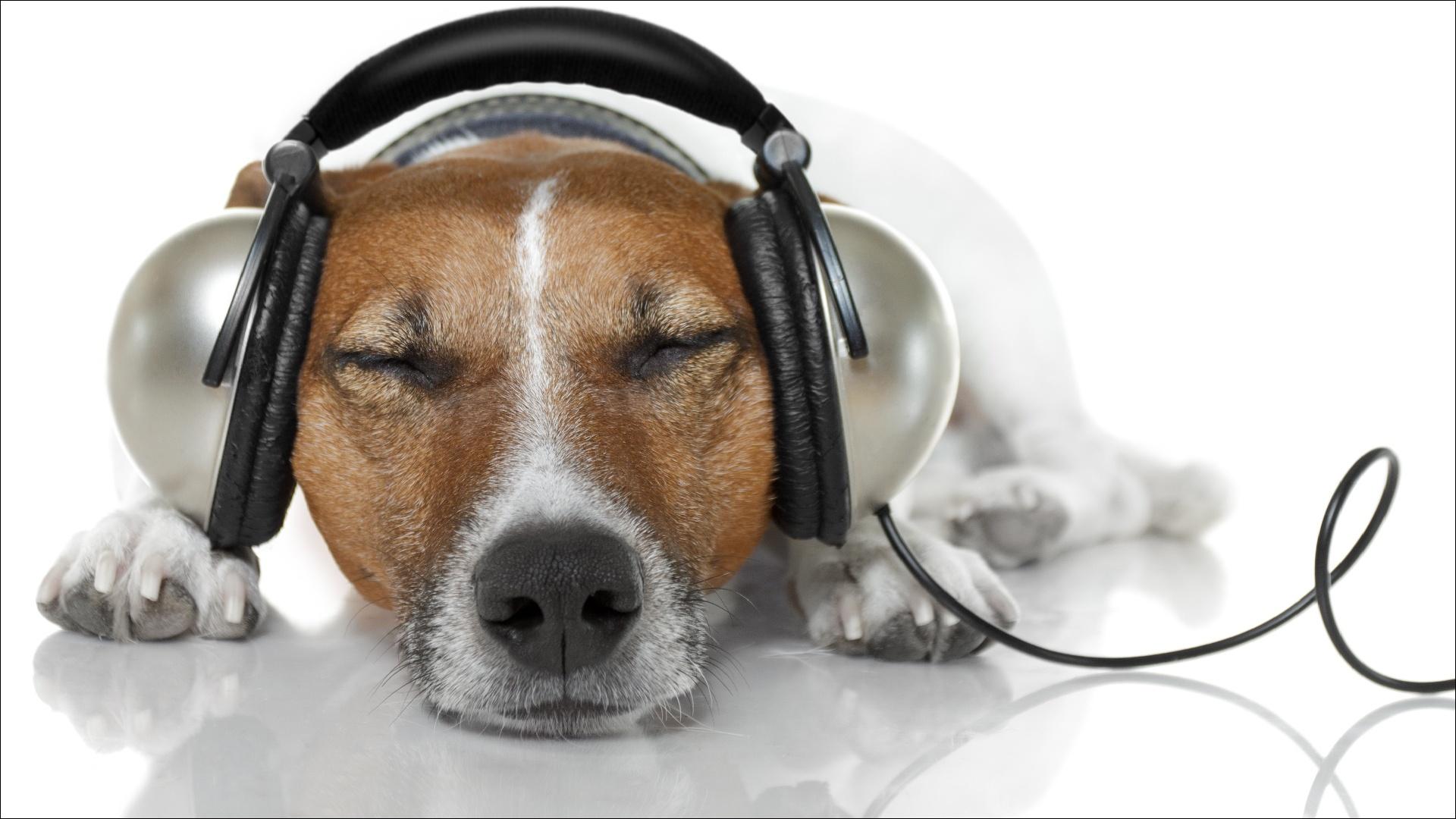 Wallpaper Jack Russell terrier Dogs Headphones Rest Sleep Snout