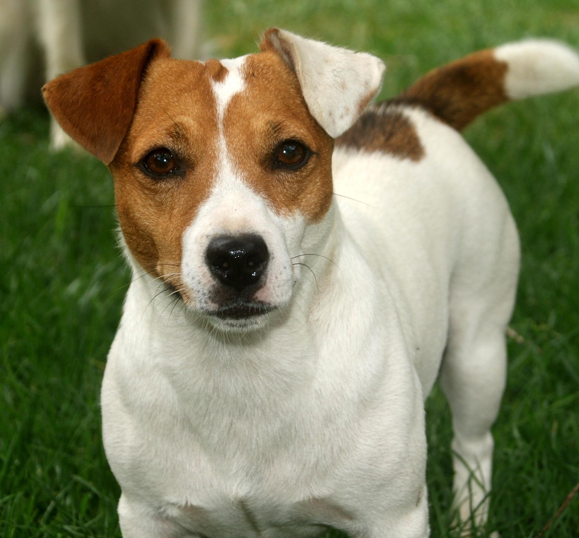 Displaying Jack Russell Terrier Picture on Animal Picture Society