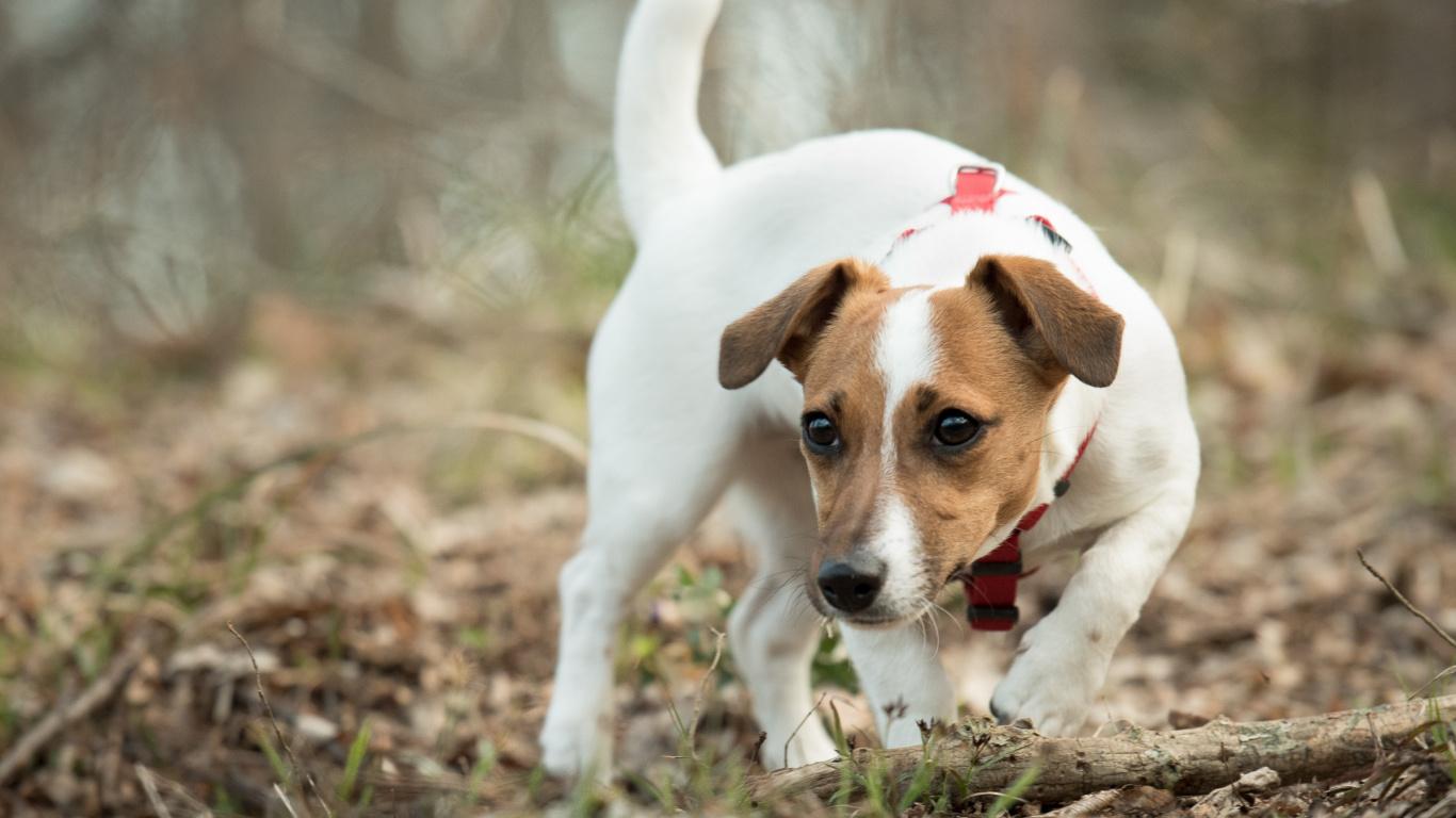 Download 1366x768 Wallpaper Jack Russell Terrier, Dog, Play, Tablet