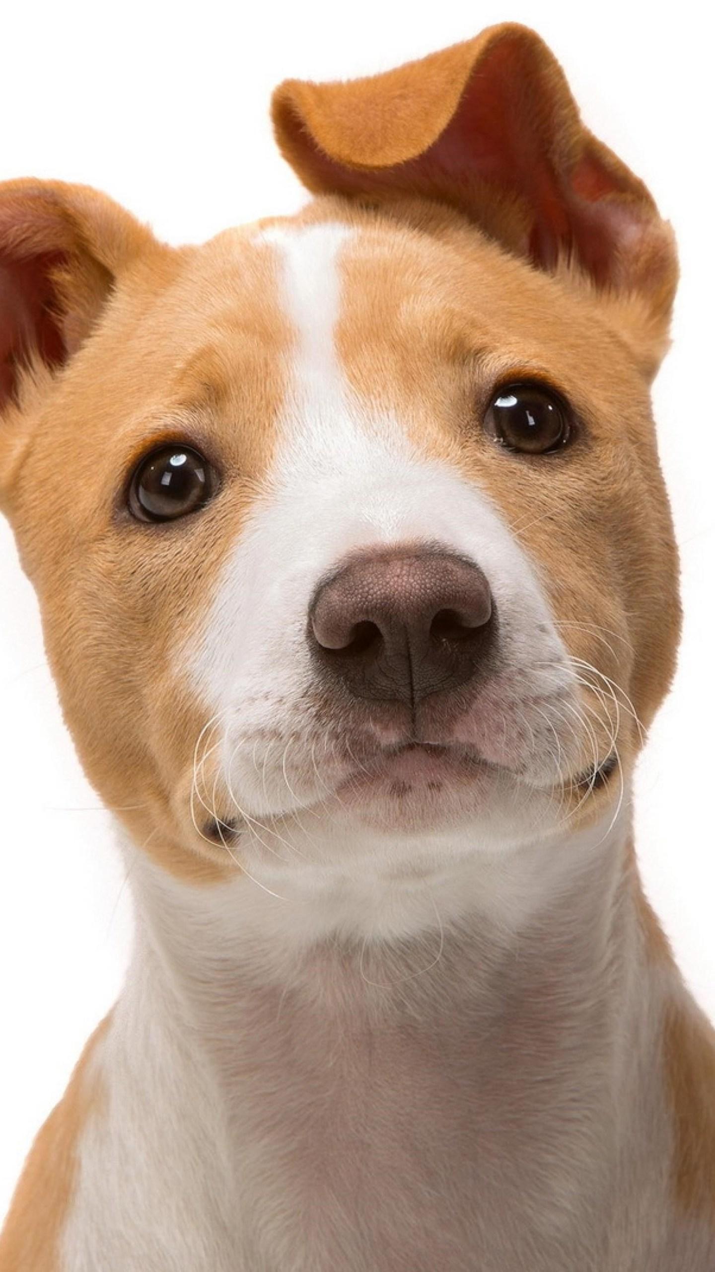 Jack Russell Terrier Samsung Galaxy S S7 , Google Pixel XL