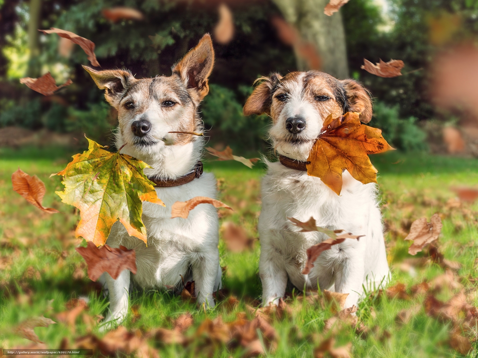 Download wallpaper Jack Russell Terrier, Dog, couple, foliage free