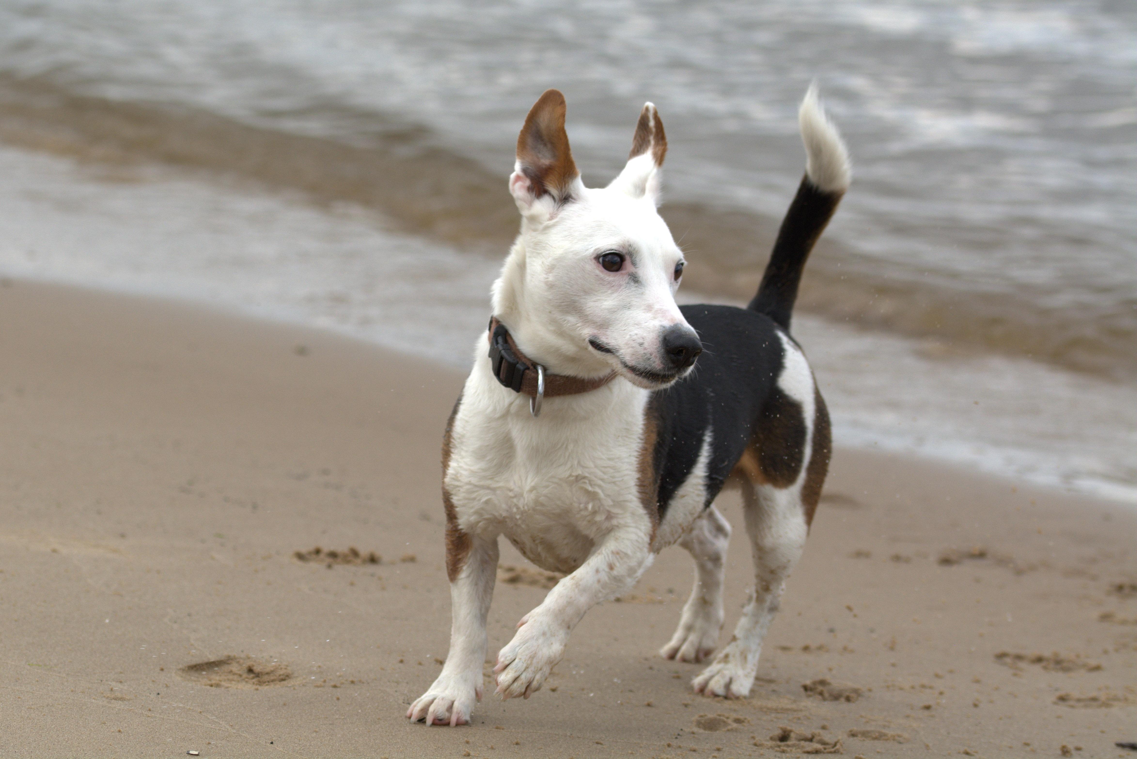 Jack Russell Terrier Dog Run , Image, HD