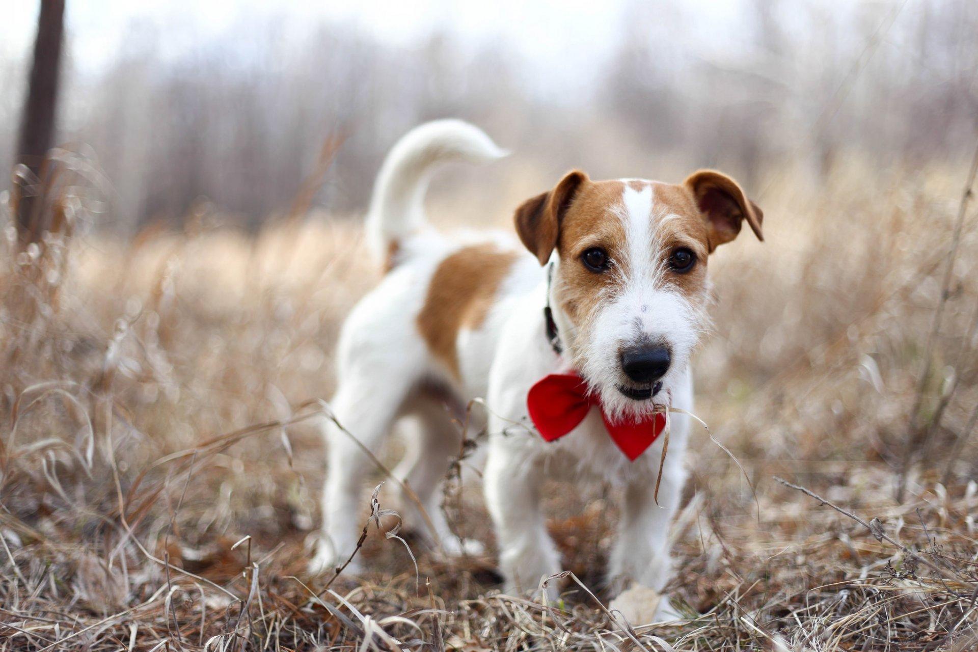 Jack Russell Terrier Dog Wallpapers - Wallpaper Cave