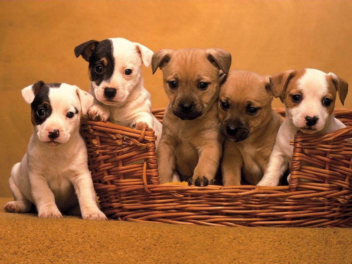 Jack Russell Cute Puppies Wallpaper for your Computer Desktop. Jack