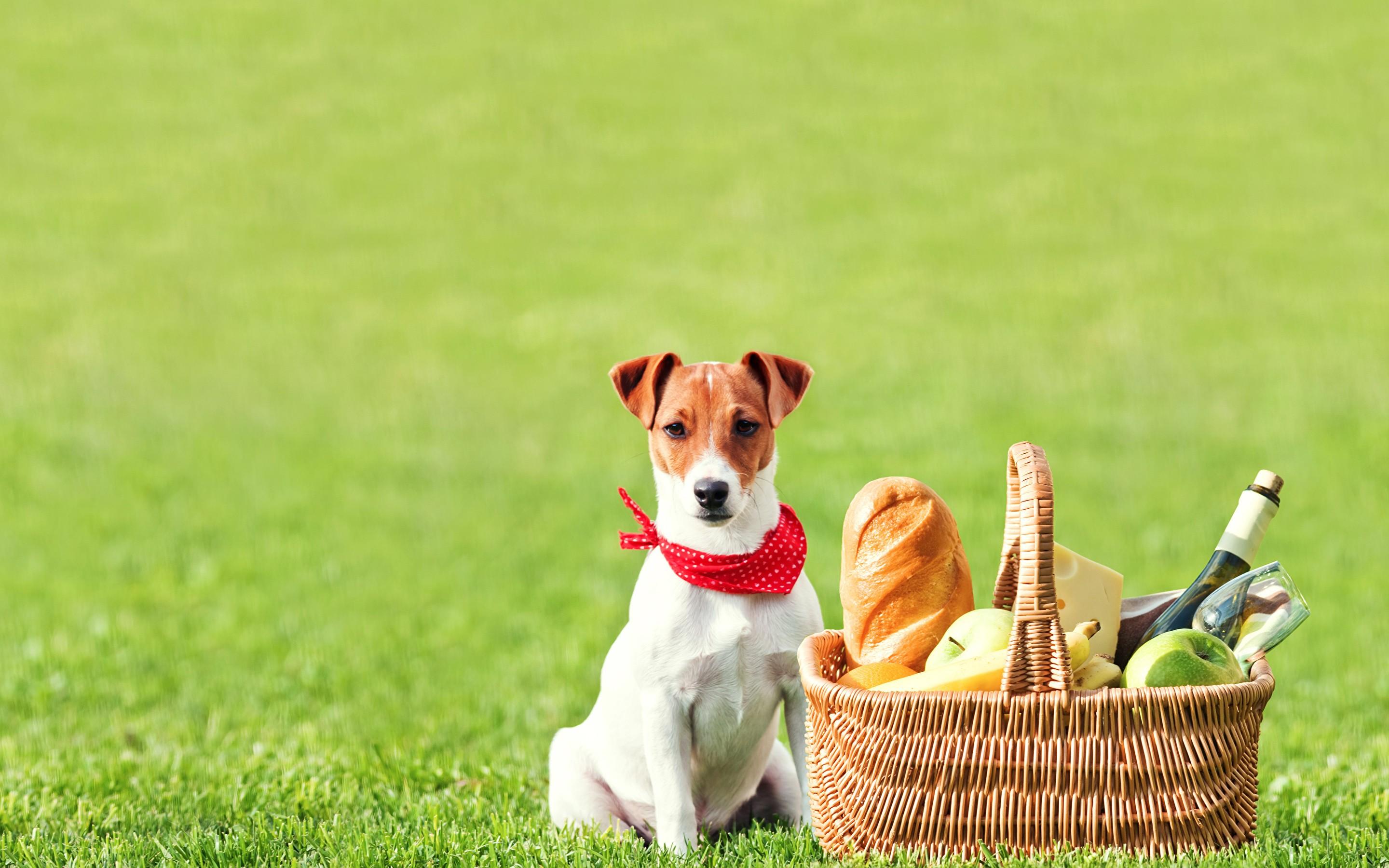 Wallpaper Jack Russell Terrier Dogs Picnic Bread Wicker 2880×1800