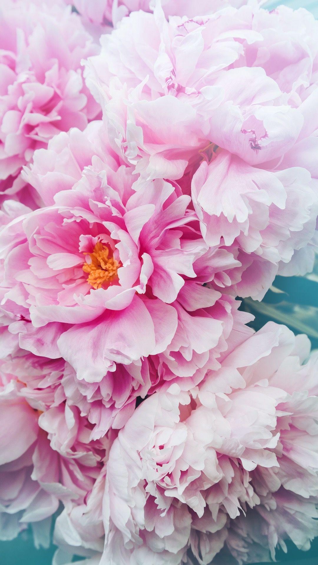 Peonies Photos Download The BEST Free Peonies Stock Photos  HD Images