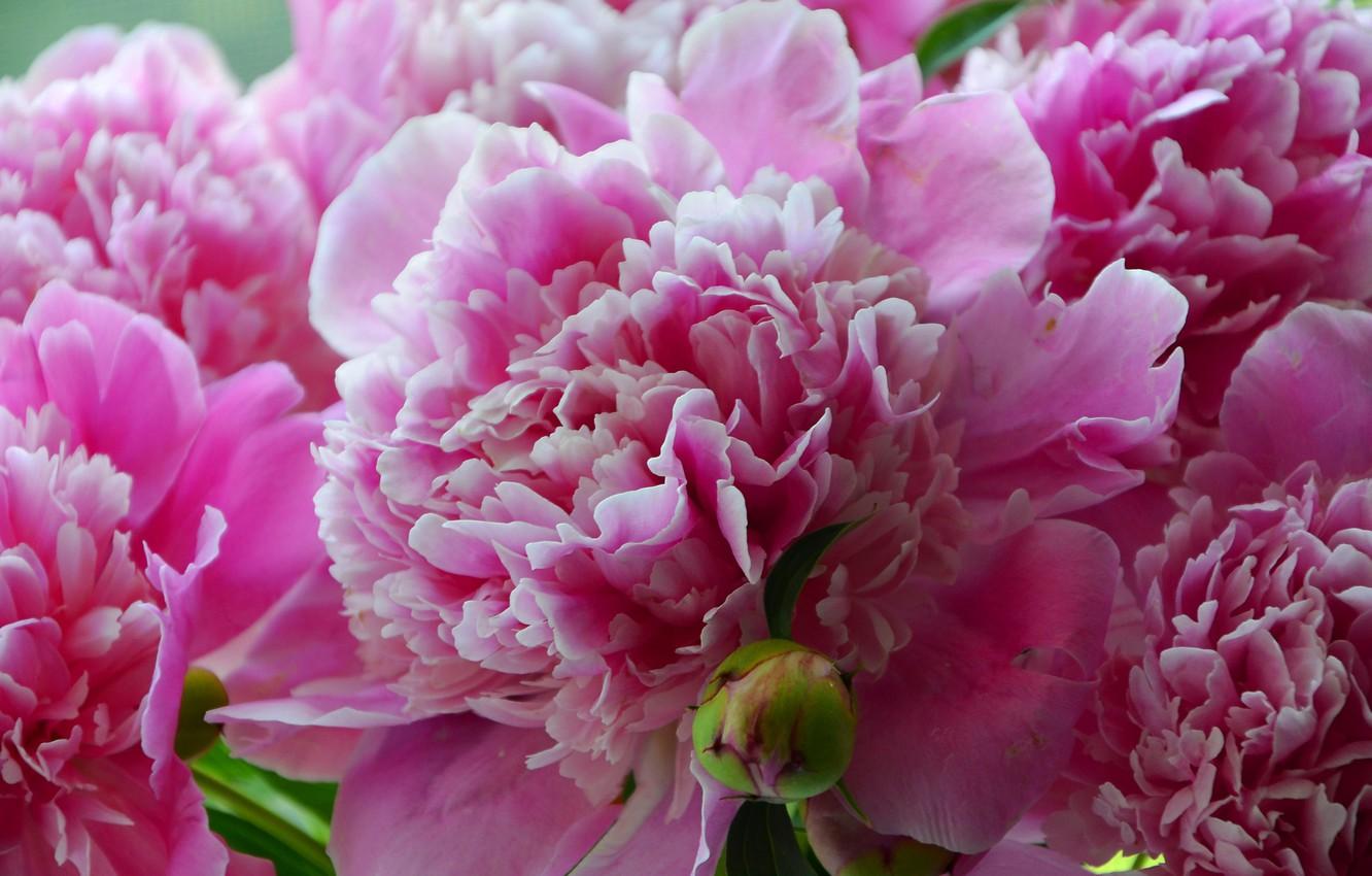 Summer Peonies Wallpapers - Wallpaper Cave