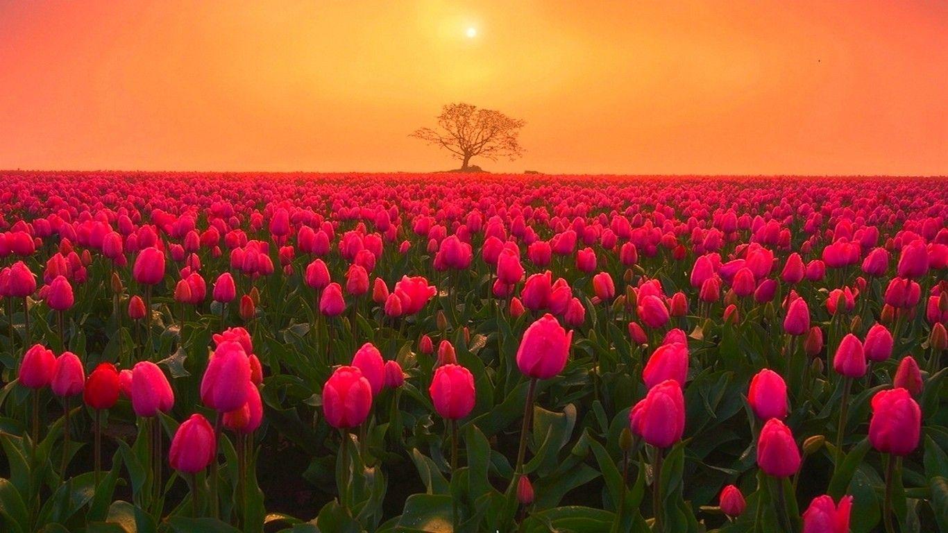 Field of Peony Wallpaper