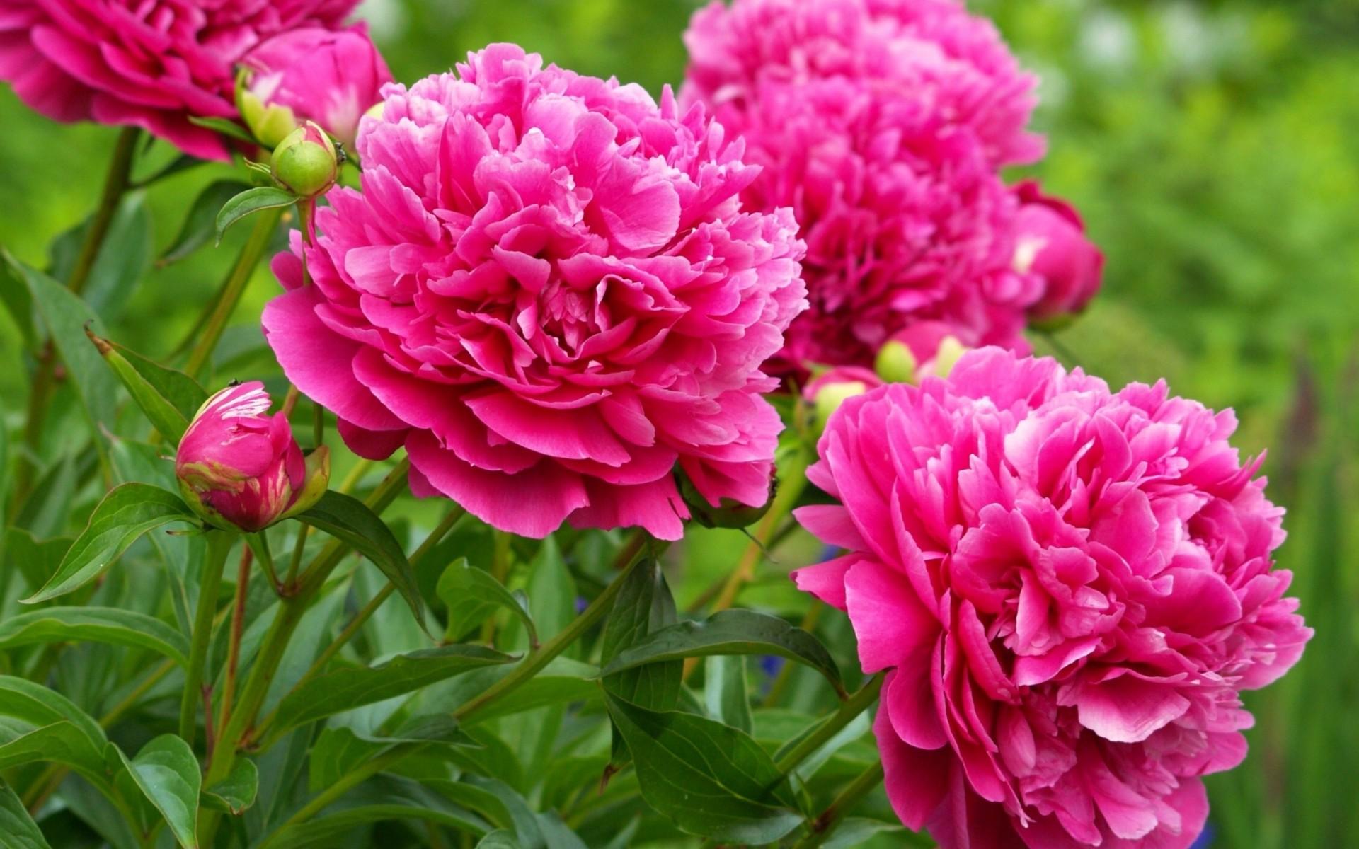 Download Wallpaper summer pink peony, 1920x1200, Pink peonies