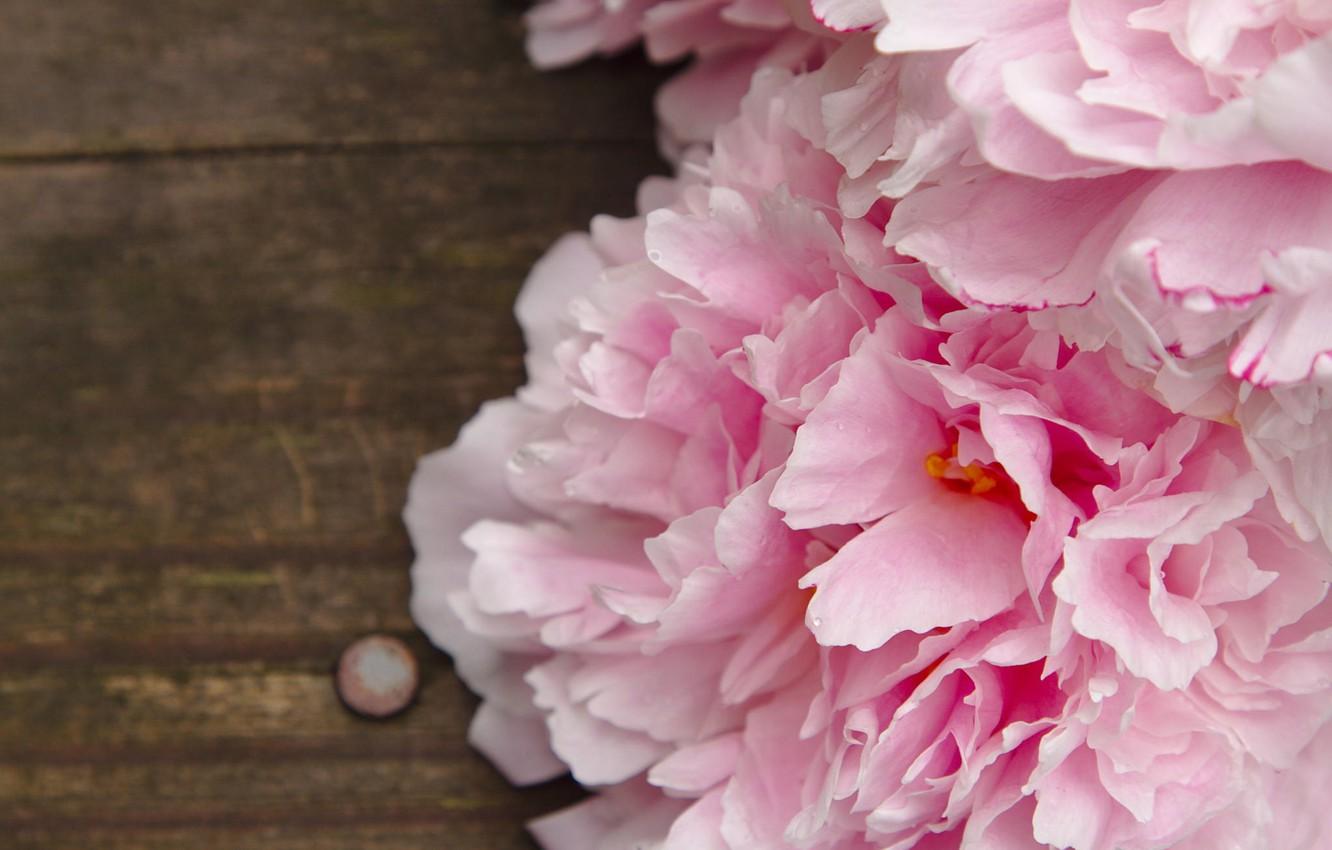 Wallpaper macro, flowers, pink, peonies image for desktop, section