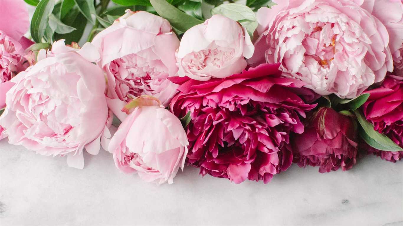 Summer Peonies Wallpapers - Wallpaper Cave