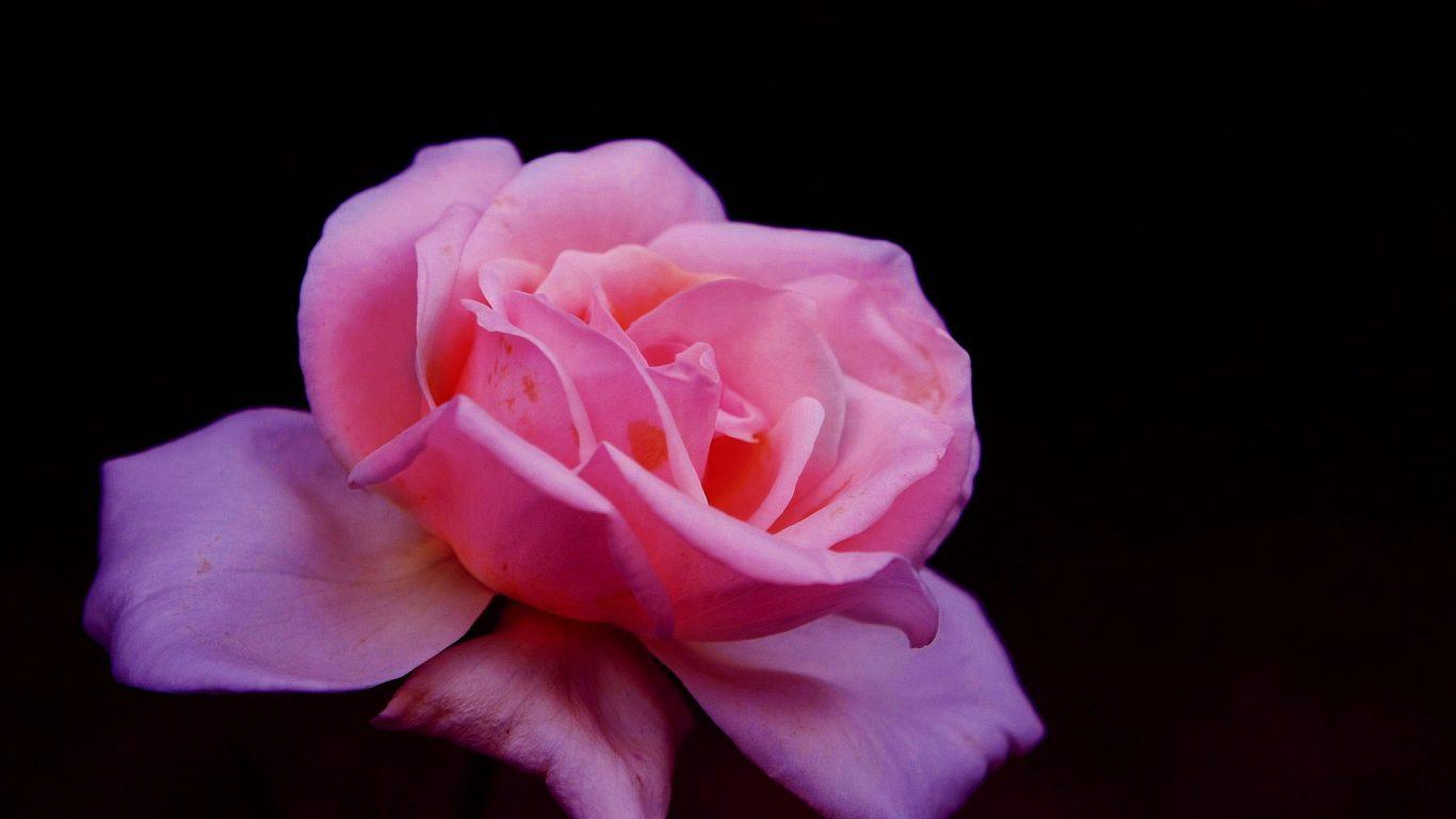 Spring Firefox Butterfly Flowers Summer Bright Glow Perfection