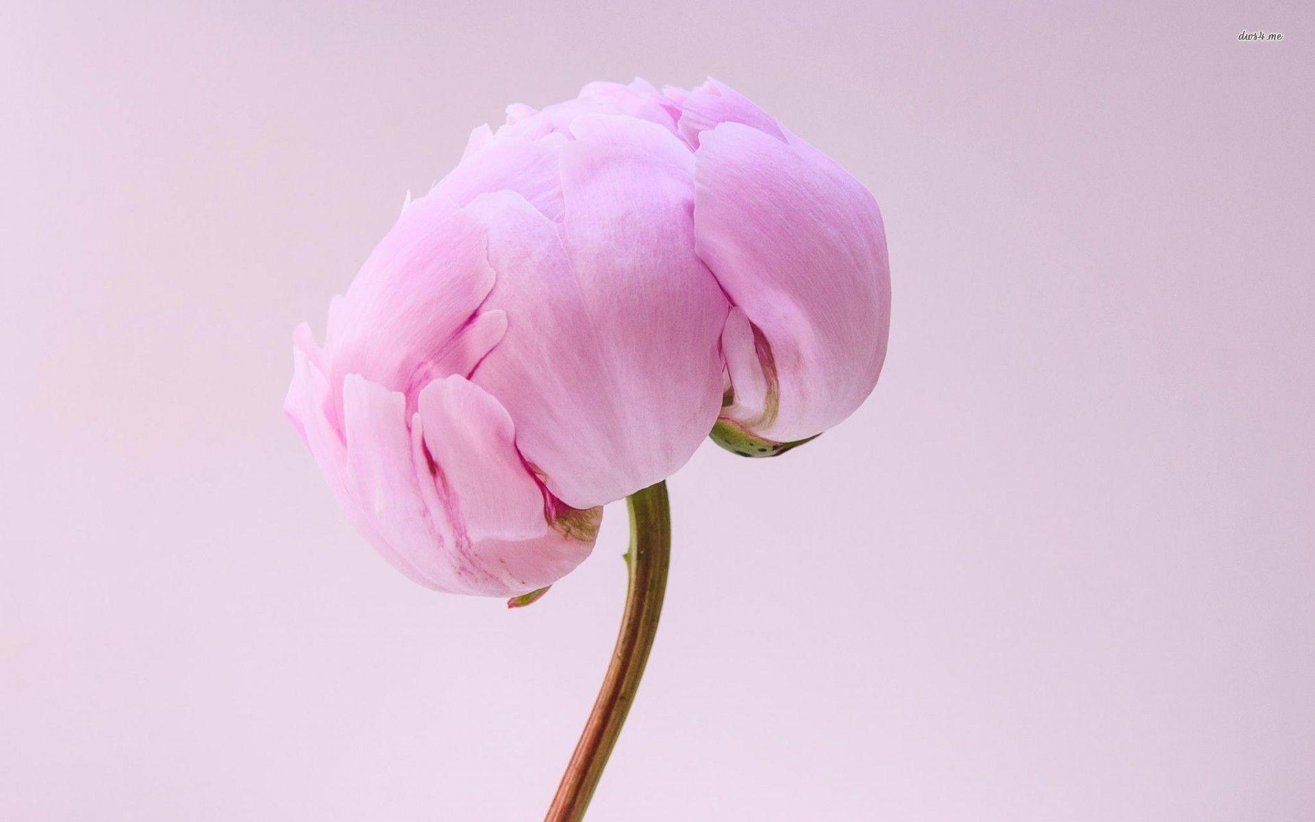 Peony Wallpaper background picture