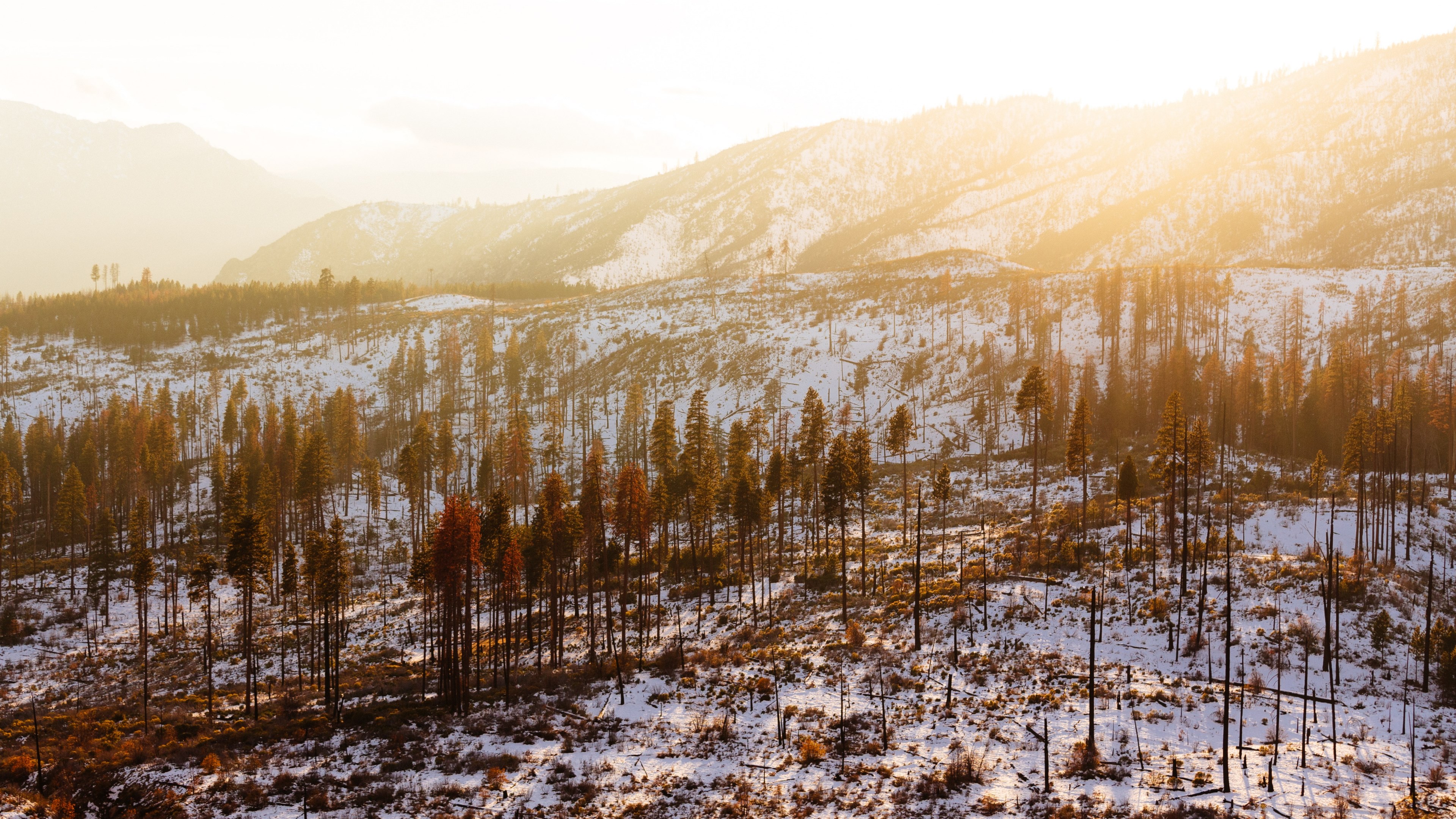 sun gleamswy forest of yosemite national park