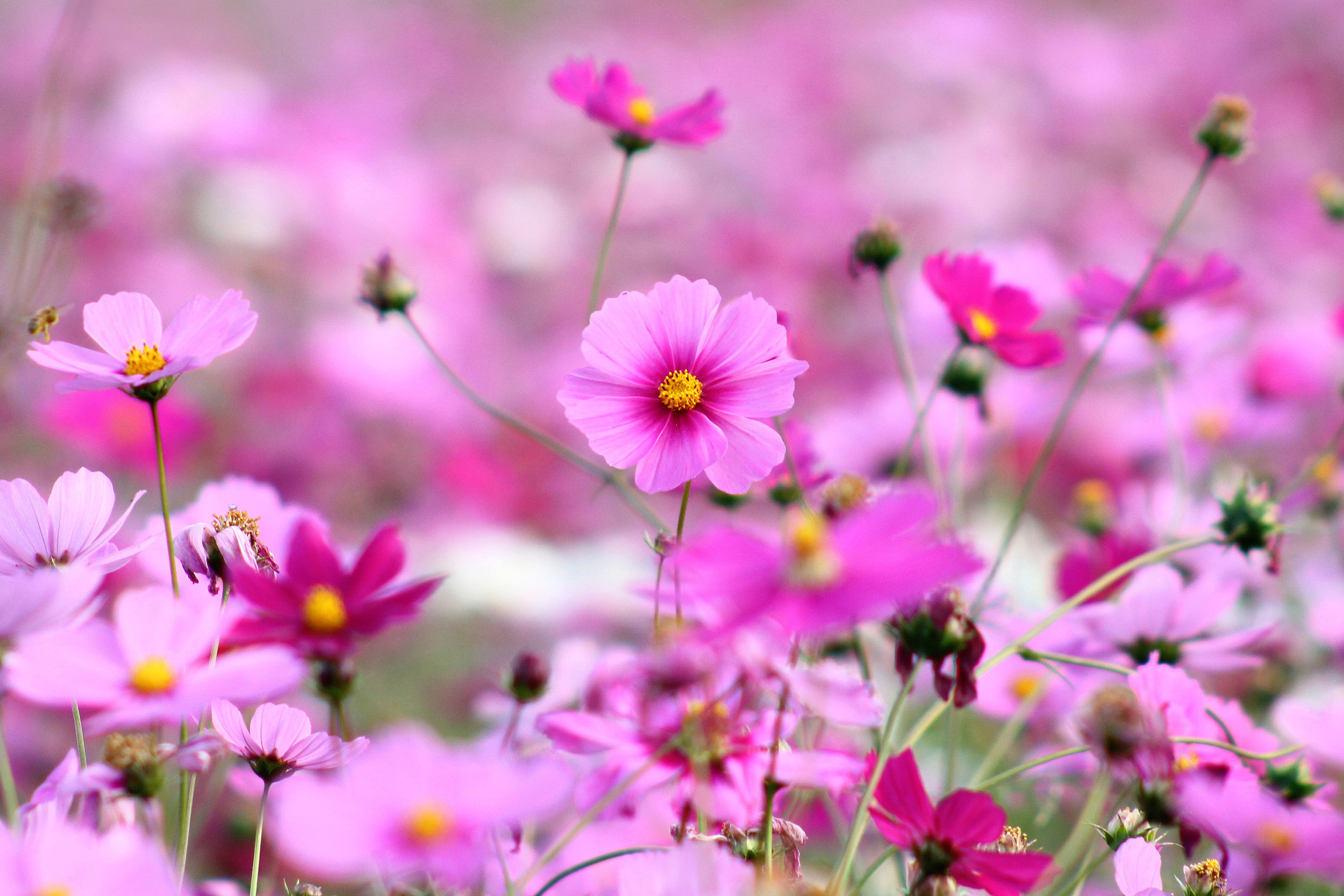 Download Pink Little Flowers Wallpaper 3456x2304 1831486 3456x2304