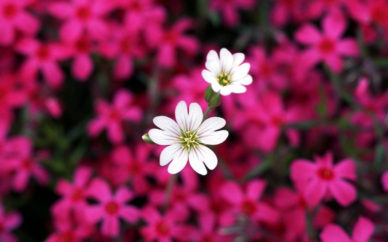 Download Pretty Little Flower HD wallpaper Pretty Little Flower
