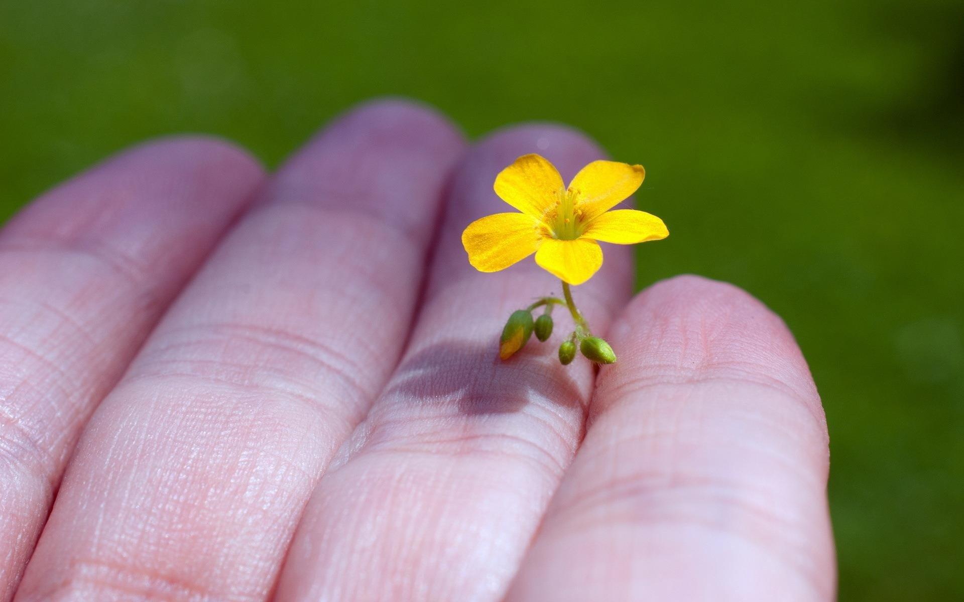 Little Flower Wallpapers - Wallpaper Cave