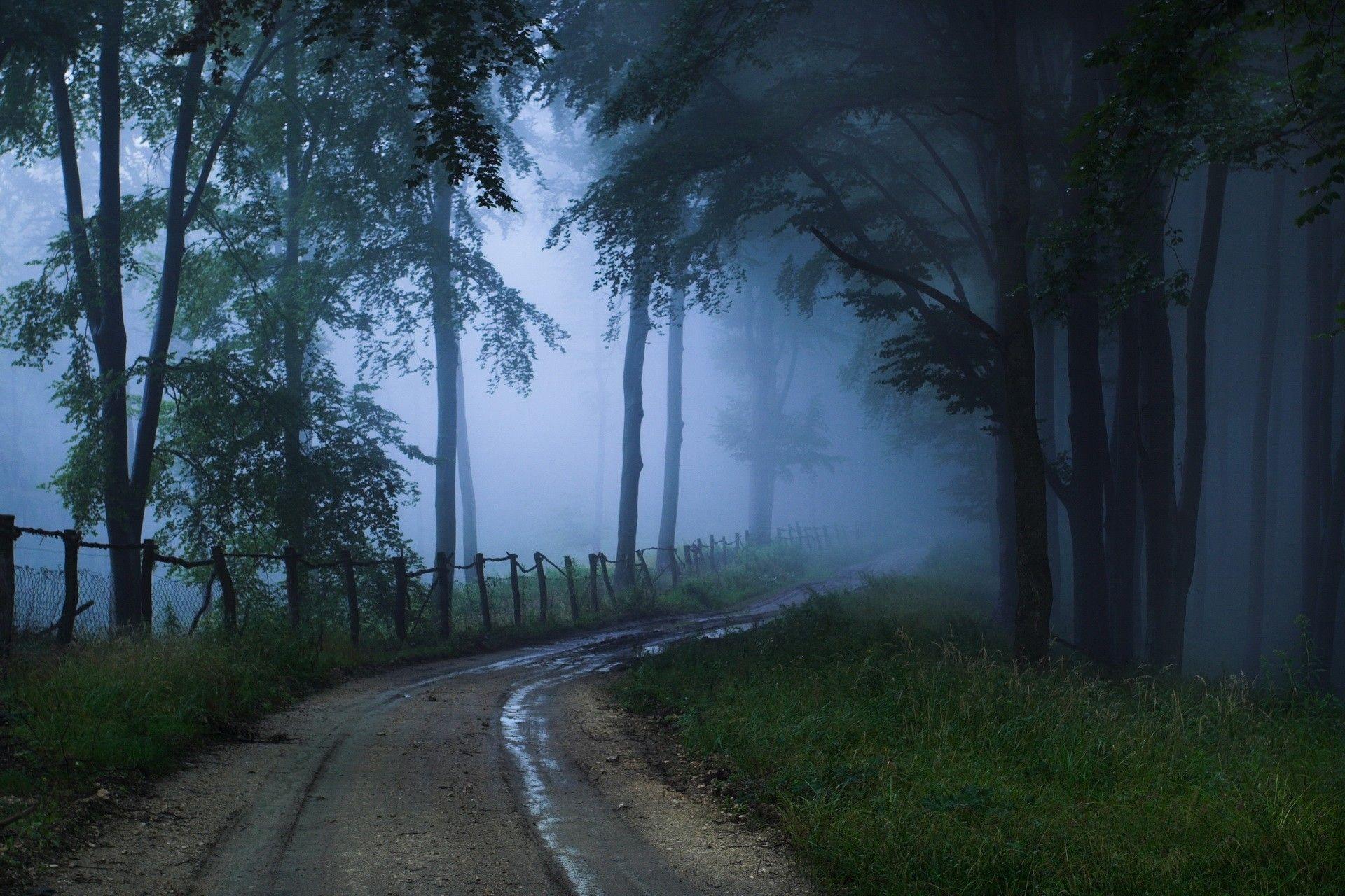Misty Forest Road Wallpapers - Wallpaper Cave