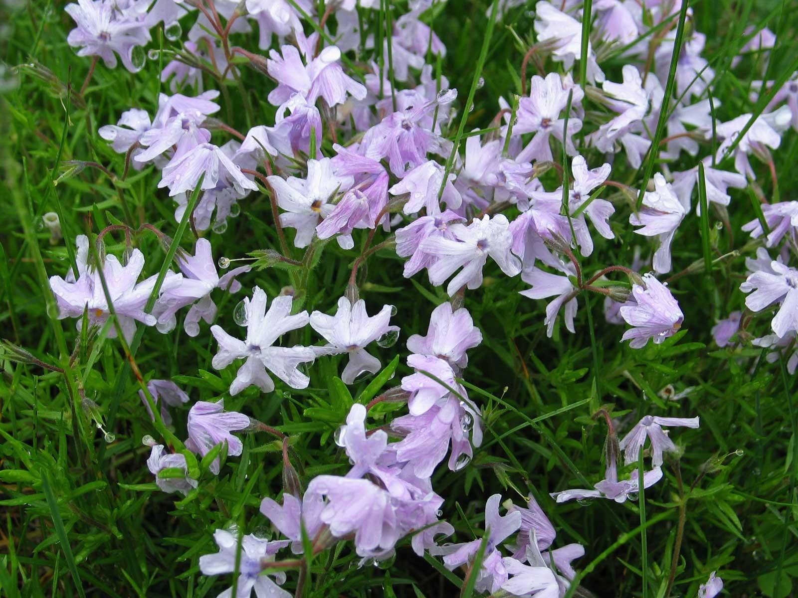 Flowers: Flowers Little Violet Flower Cute Desktop Wallpaper for HD