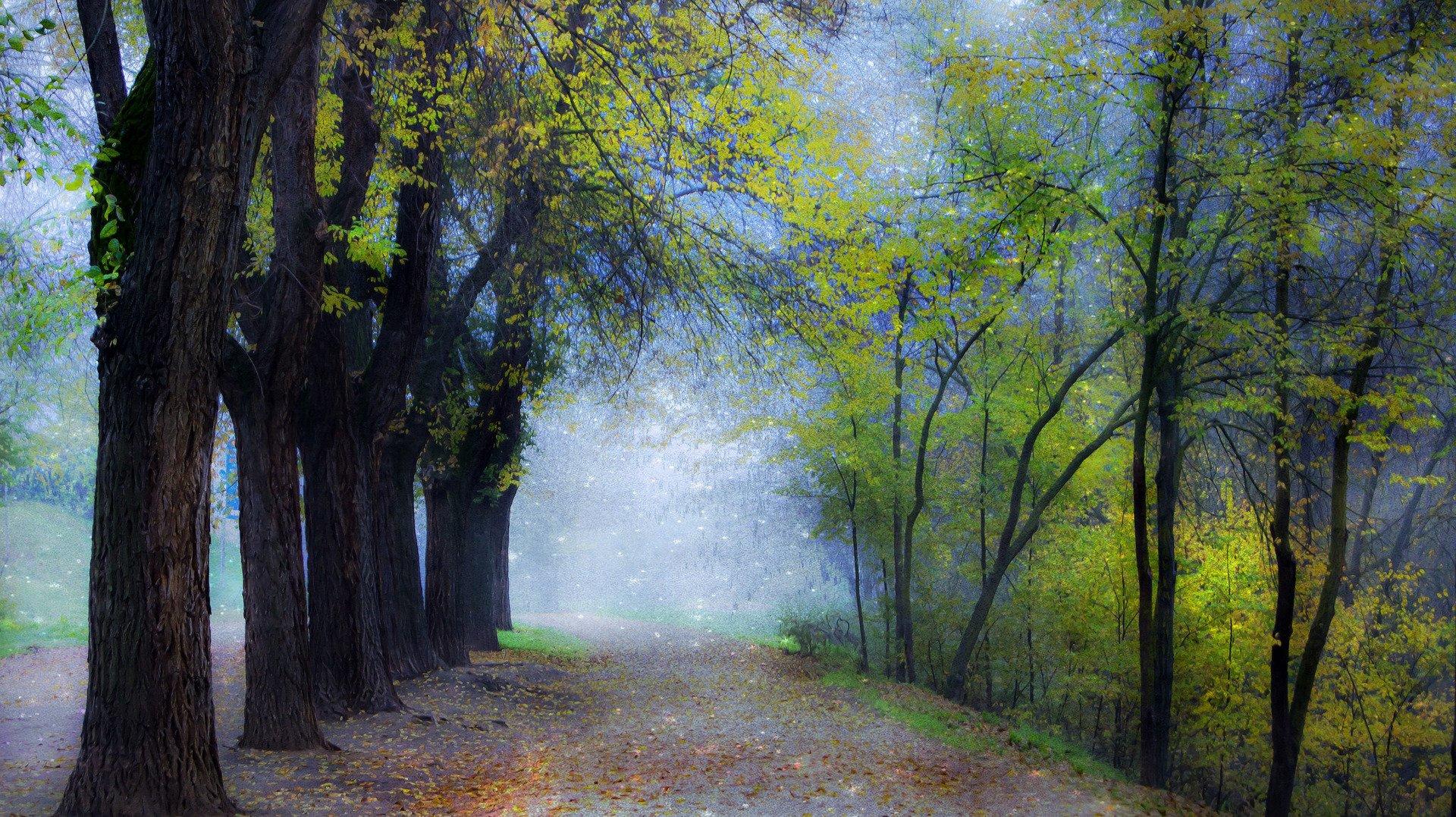 Misty Forest Road Wallpaper and Background Imagex1077