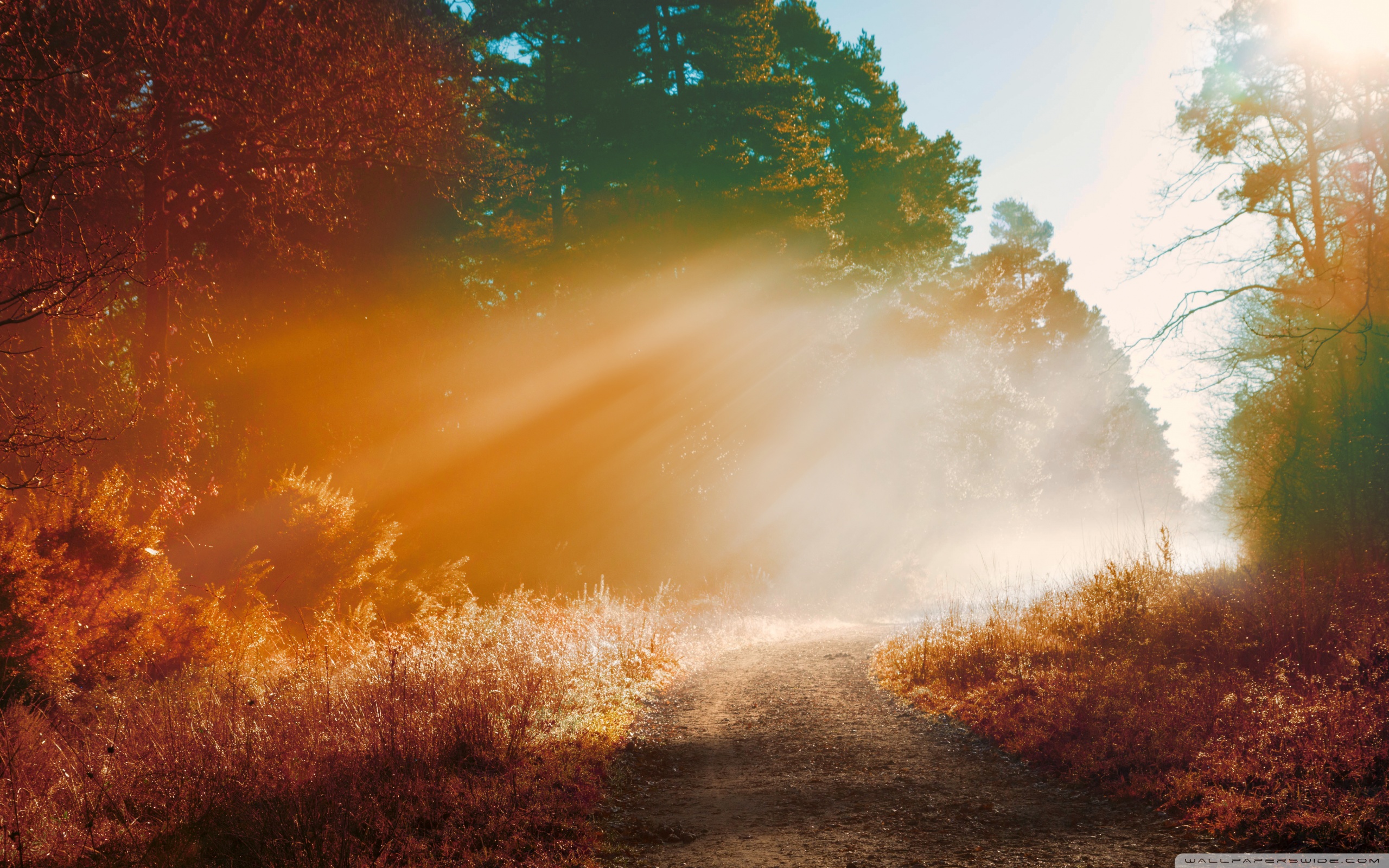 Misty Forest Road, Autumn ❤ 4K HD Desktop Wallpaper for 4K Ultra HD