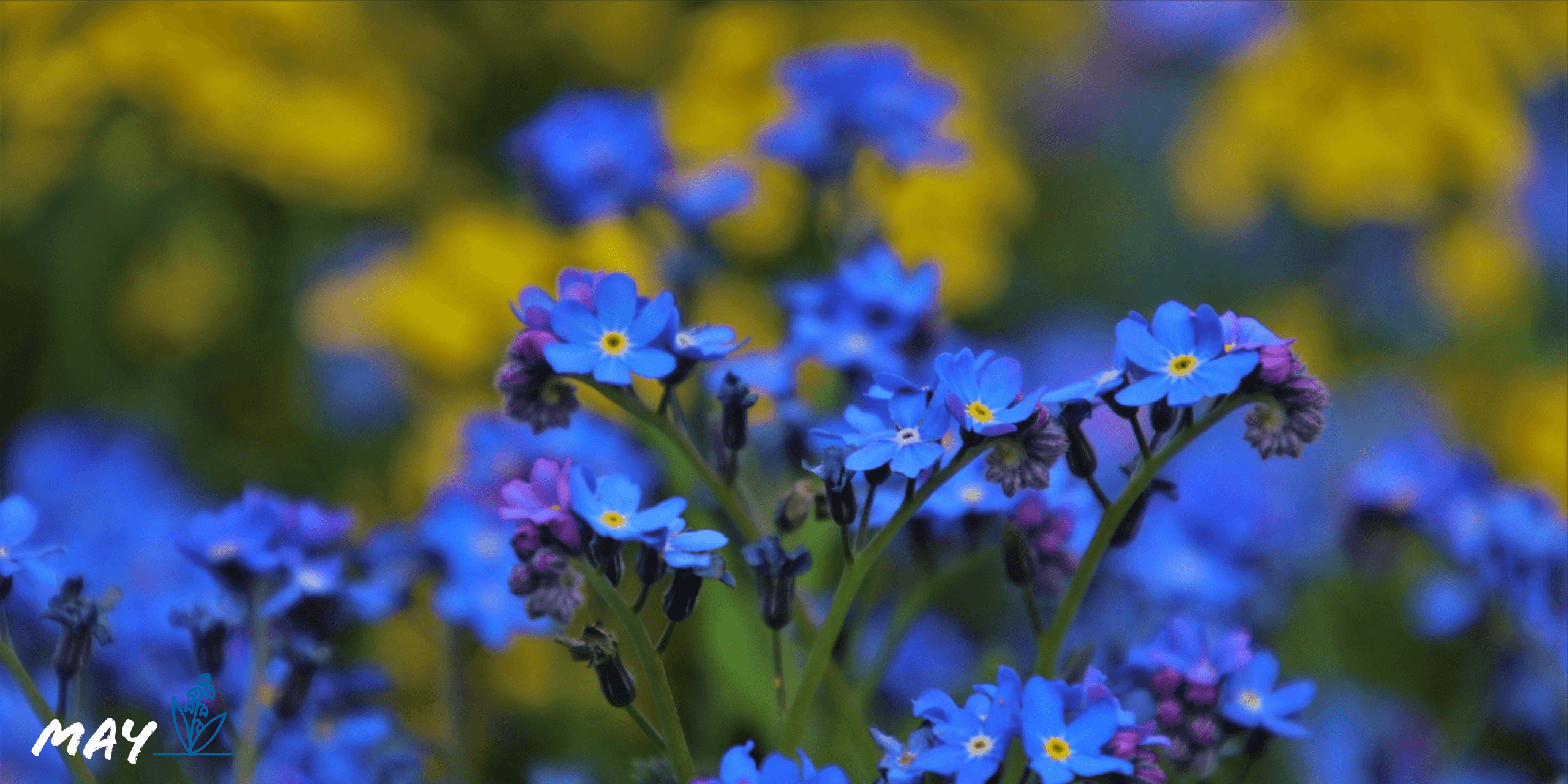 Blue Little May Flowers HD Wallpaper