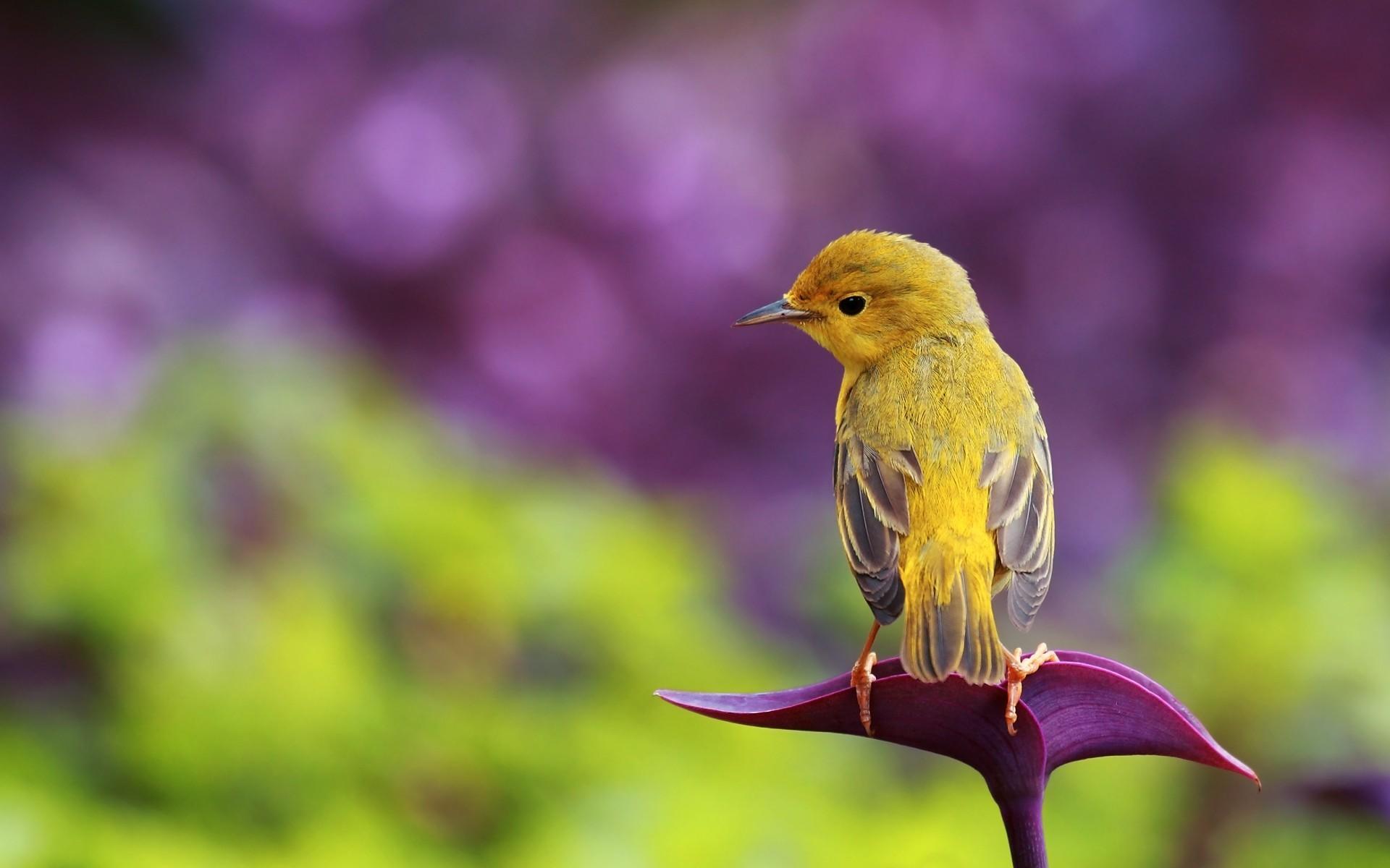 Little bird on flower wallpaper. PC