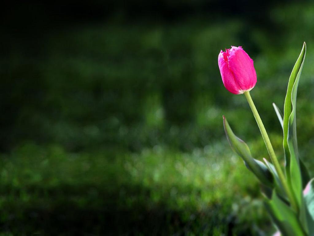 Little Flower Free HD wallpaper